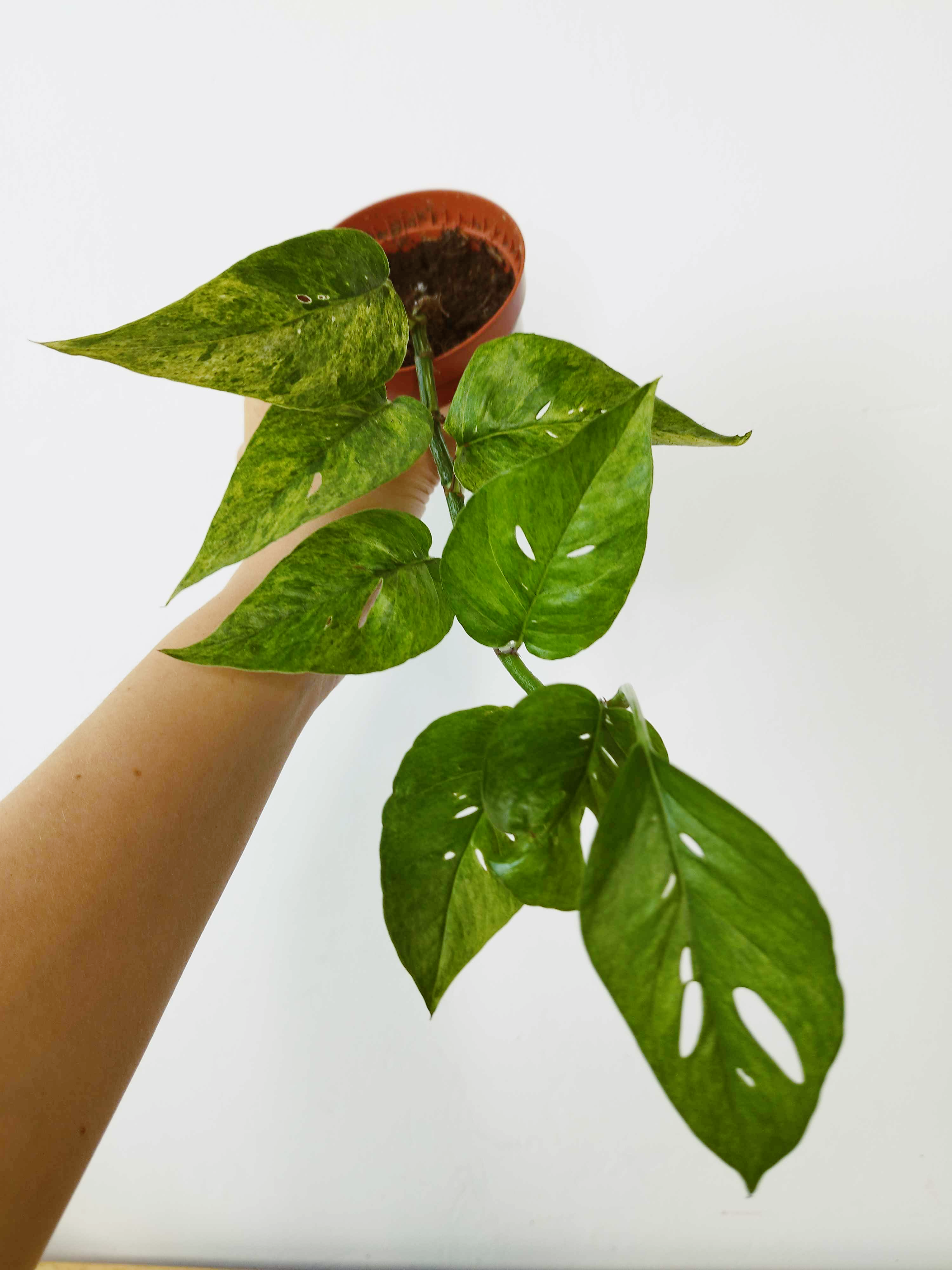 Epipremnum pinnatum Mint