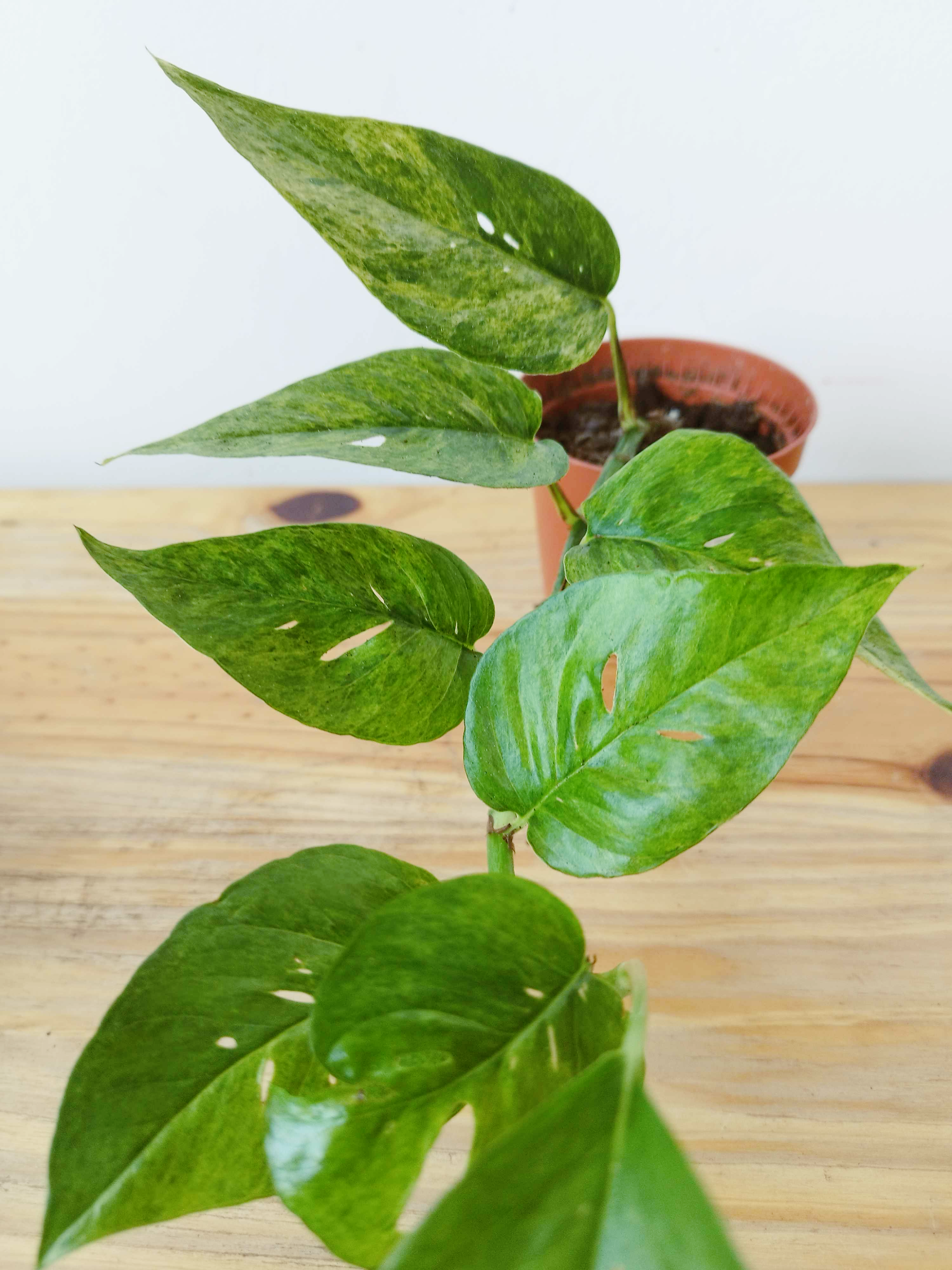 Epipremnum pinnatum Mint