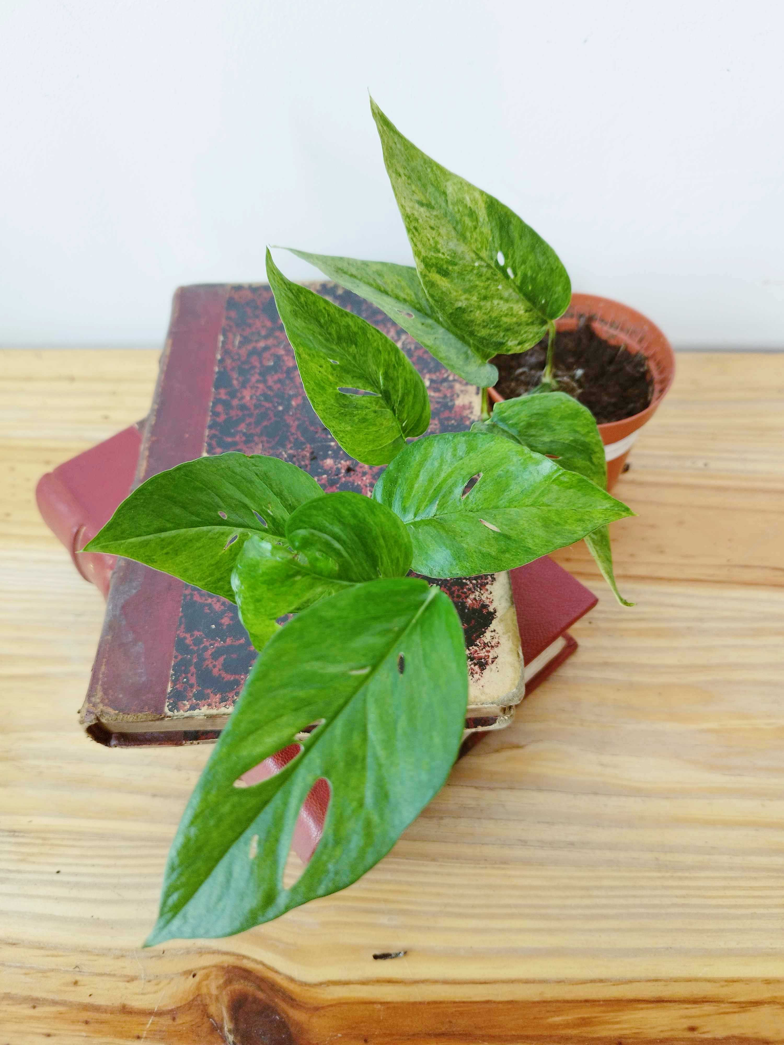 Epipremnum pinnatum Mint