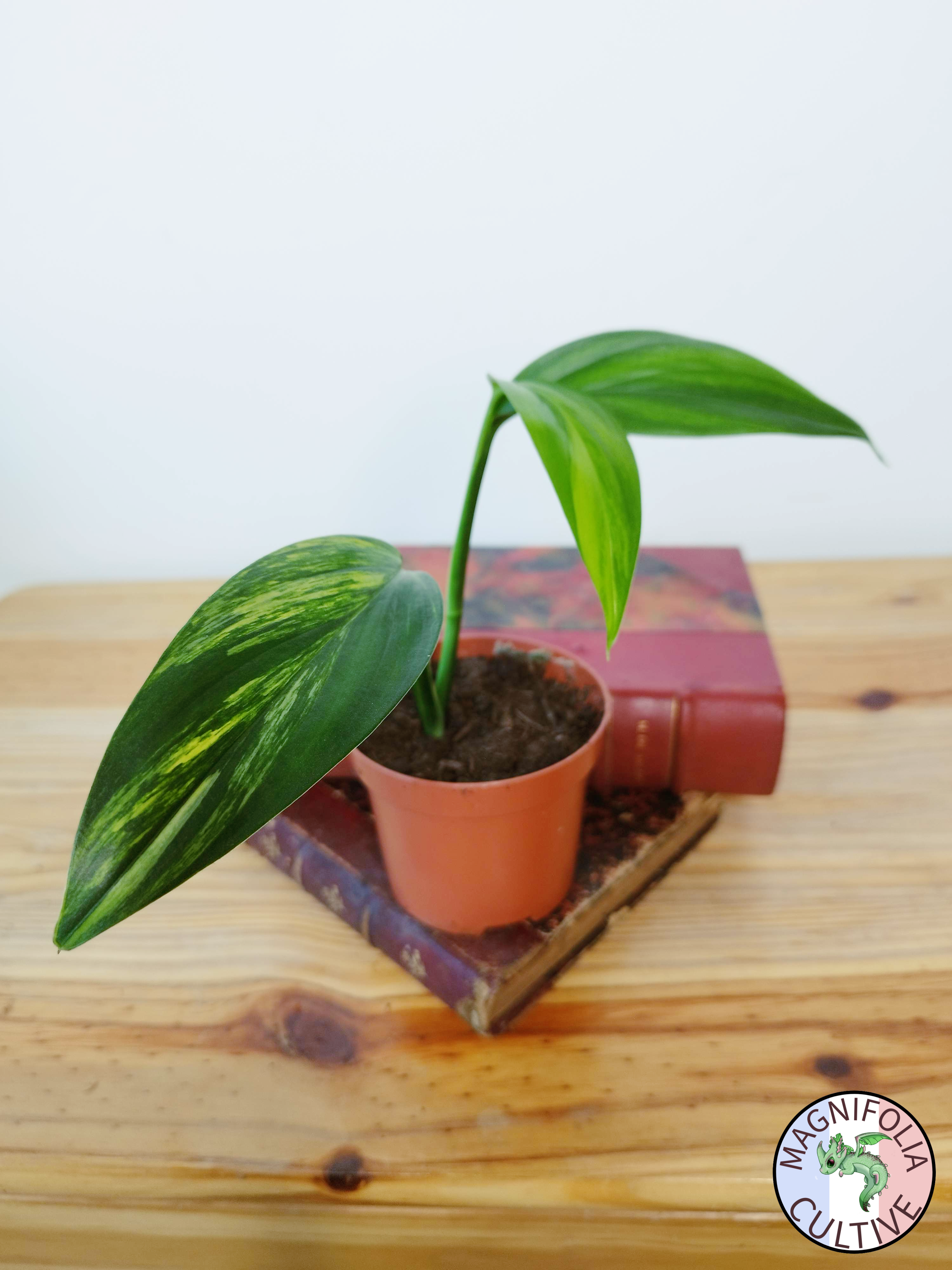 Epipremnum amplissimum Variegata