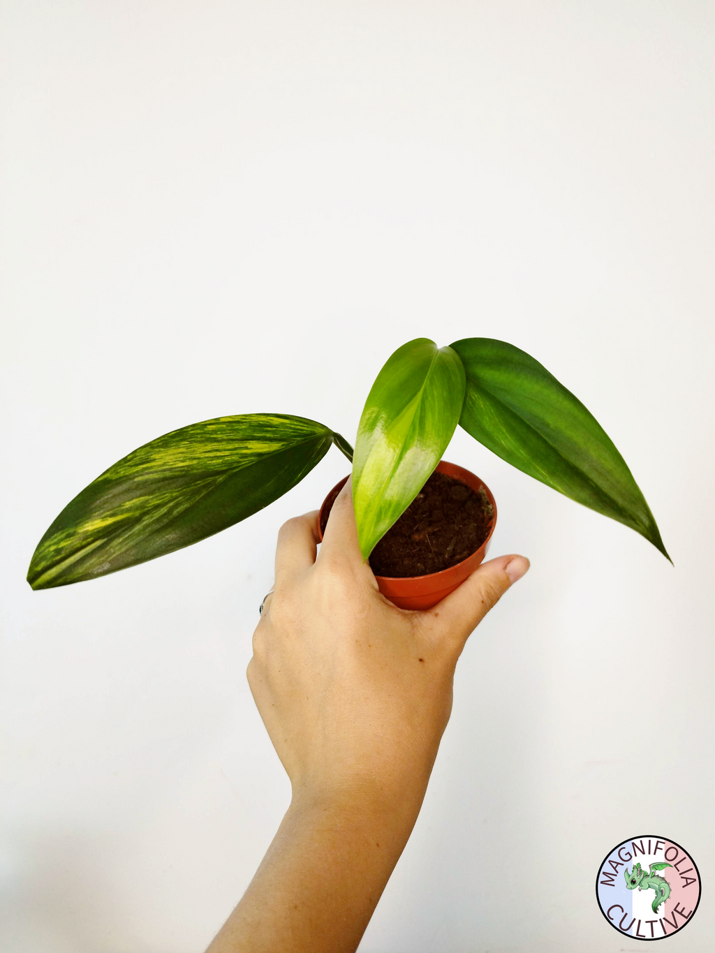 Epipremnum amplissimum Variegata