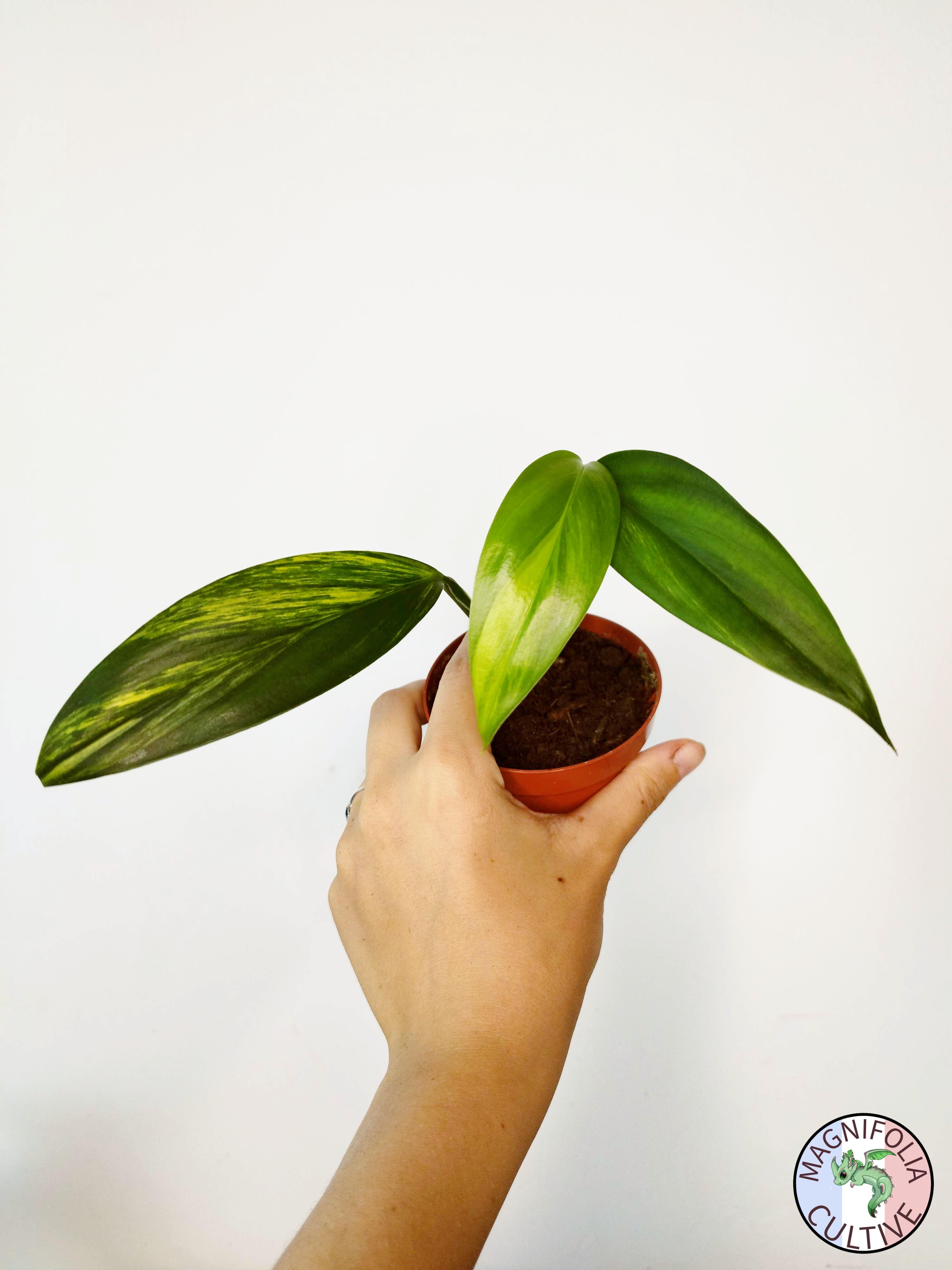 Epipremnum amplissimum Variegata