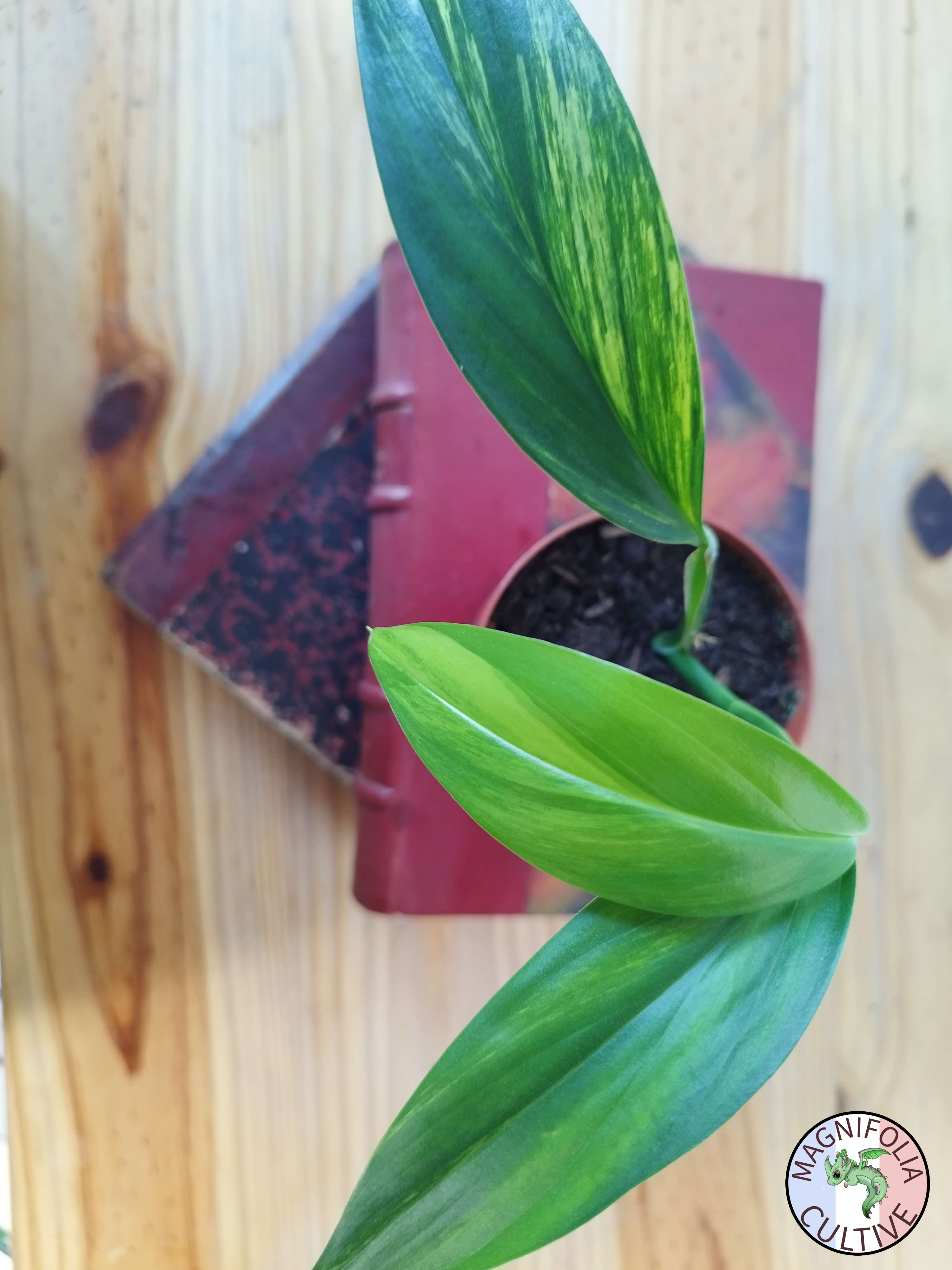 Epipremnum amplissimum Variegata