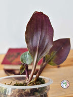 Geogenanthus aff. rhizanthus