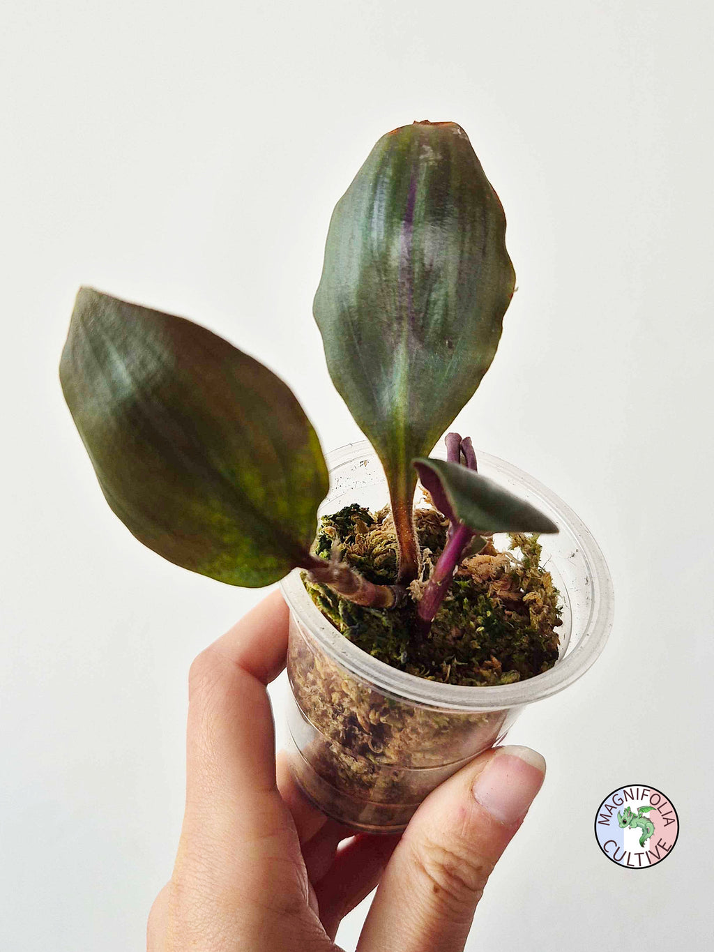 Geogenanthus aff. rhizanthus