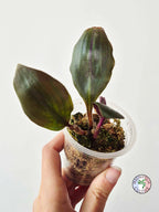 Geogenanthus aff. rhizanthus