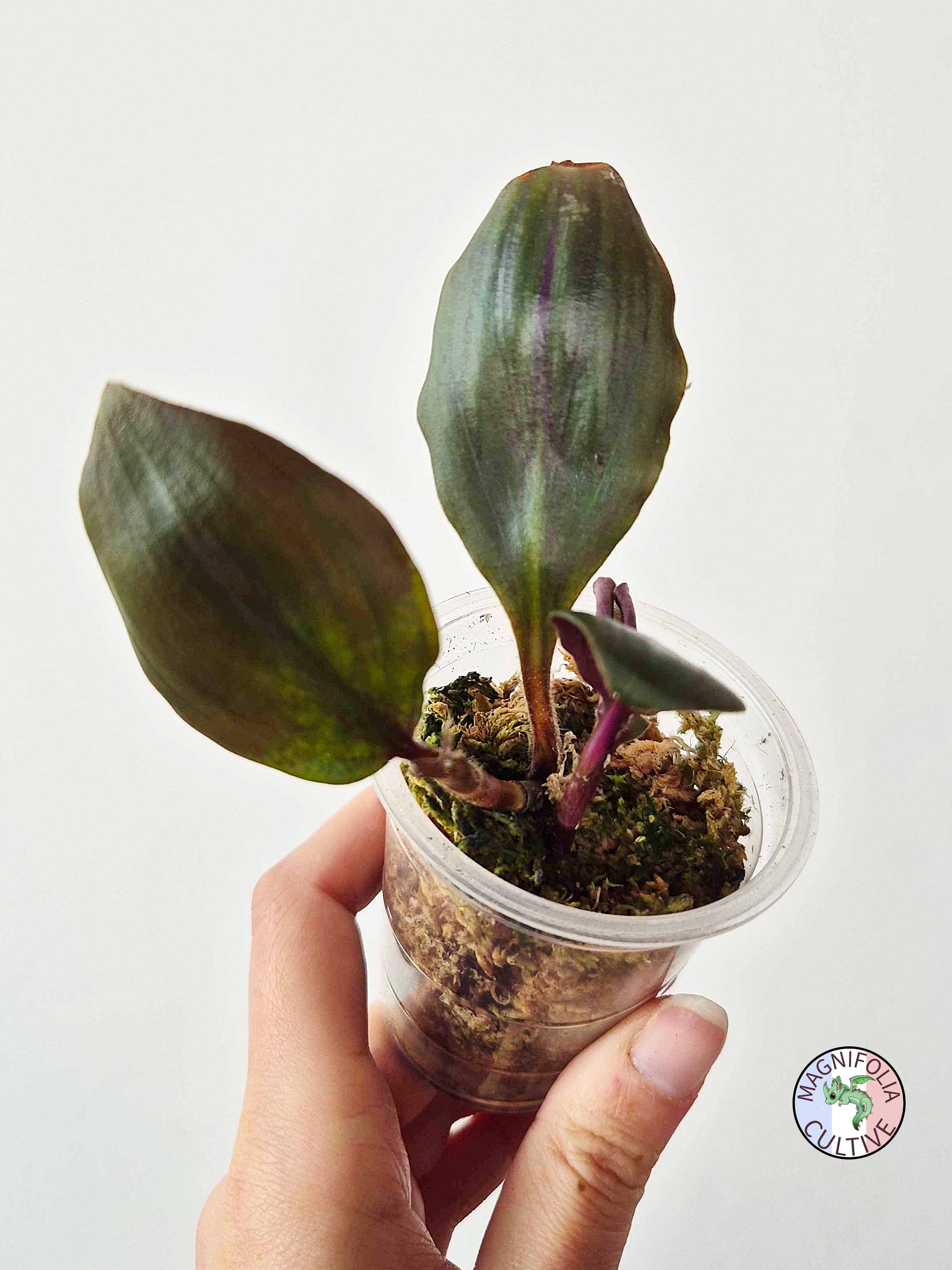 Geogenanthus aff. rhizanthus