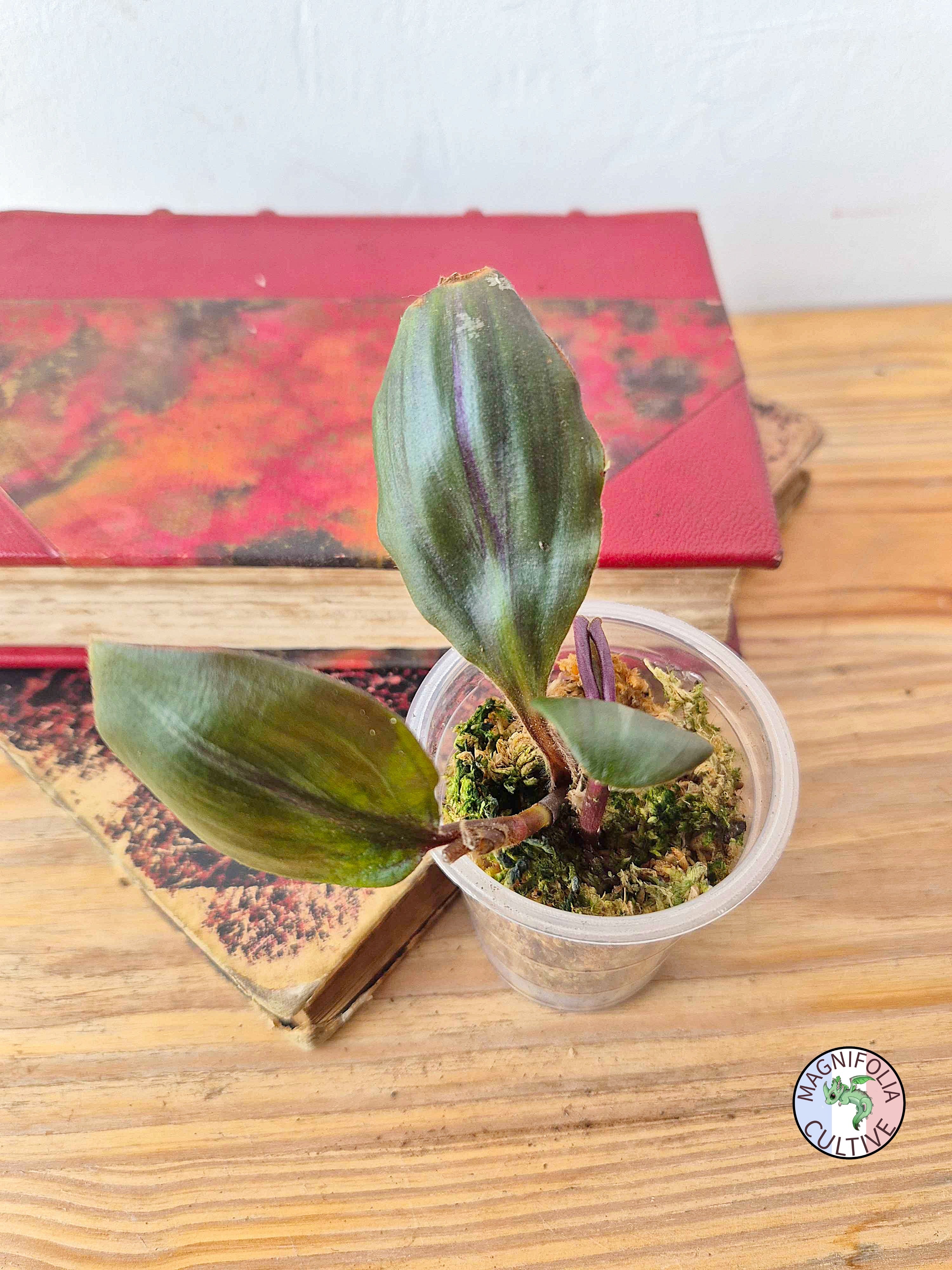 Geogenanthus aff. rhizanthus