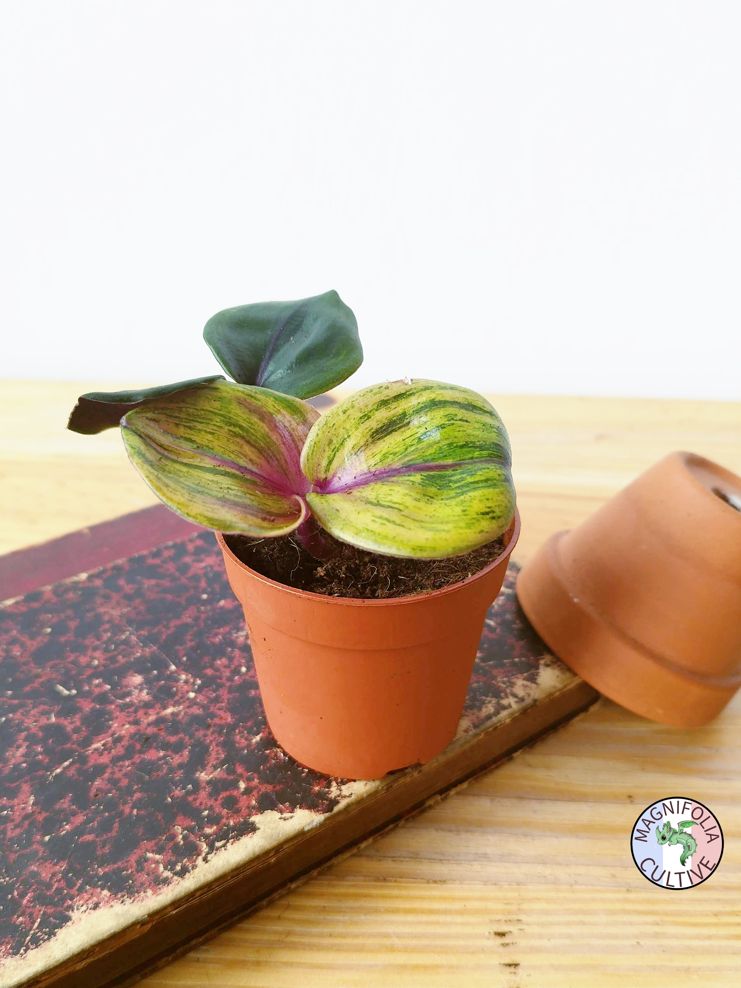 Geogenanthus ciliatus 'Aura Flame'