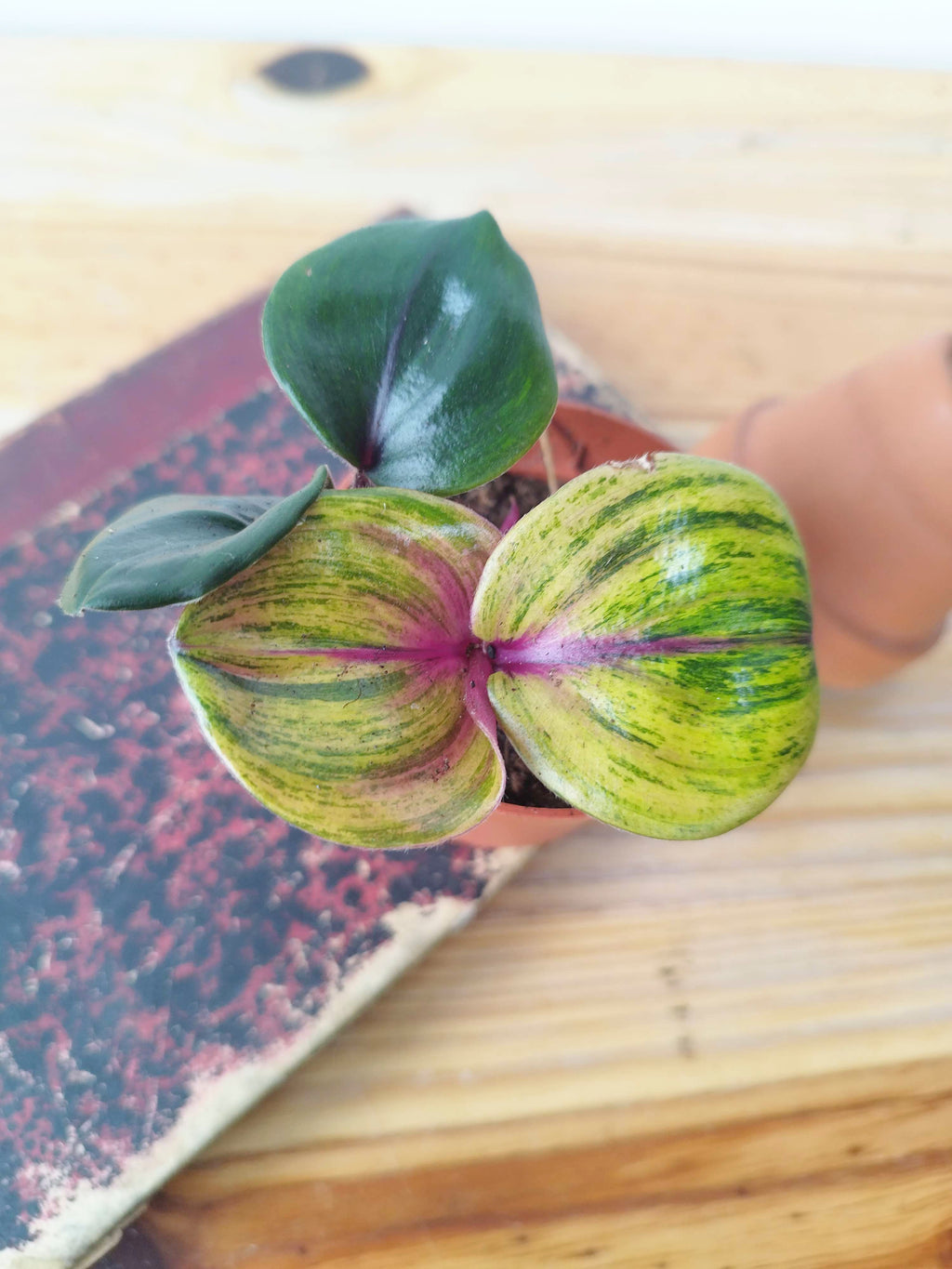 Geogenanthus ciliatus 'Aura Flame'