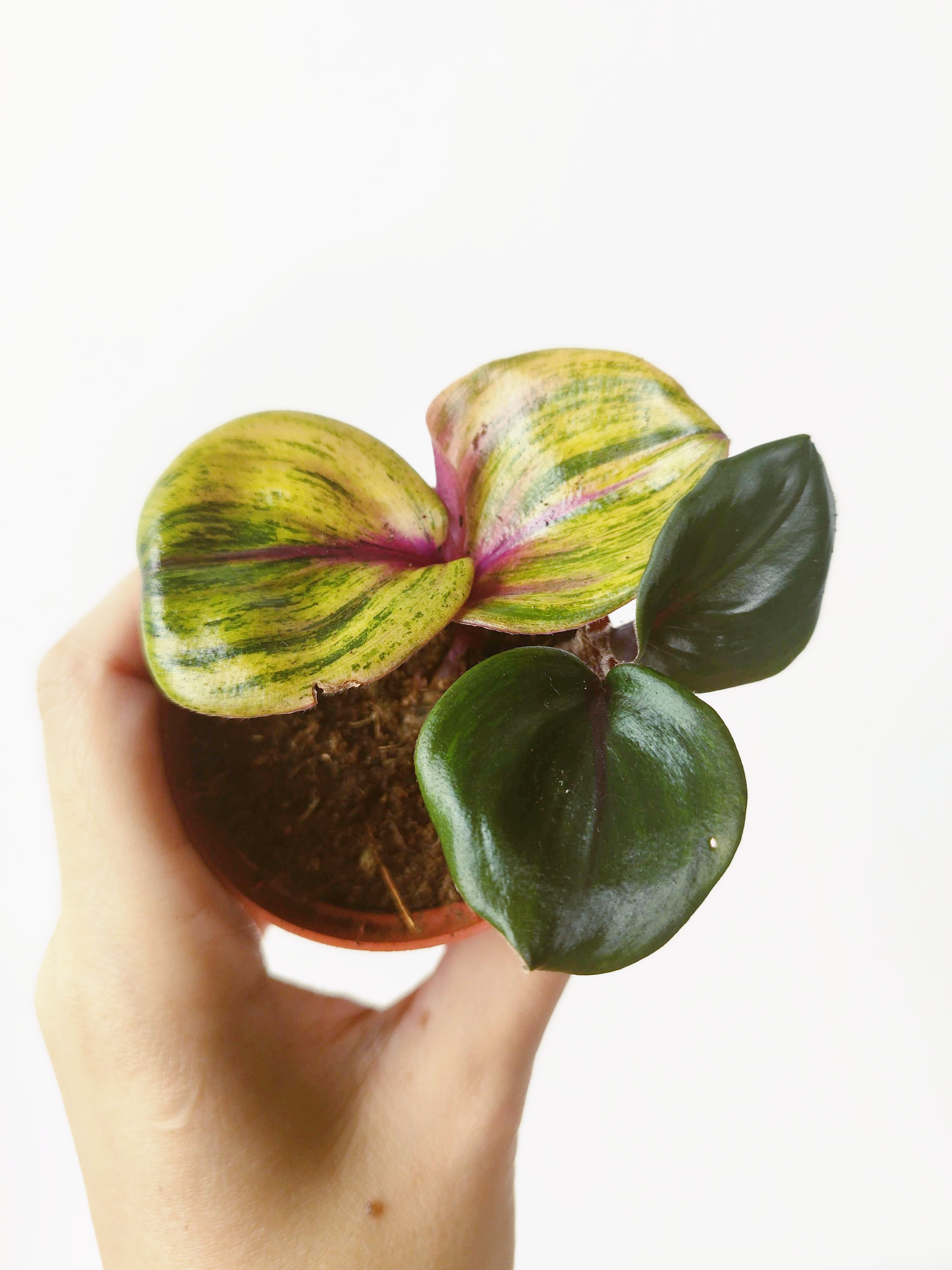 Geogenanthus ciliatus 'Aura Flame'