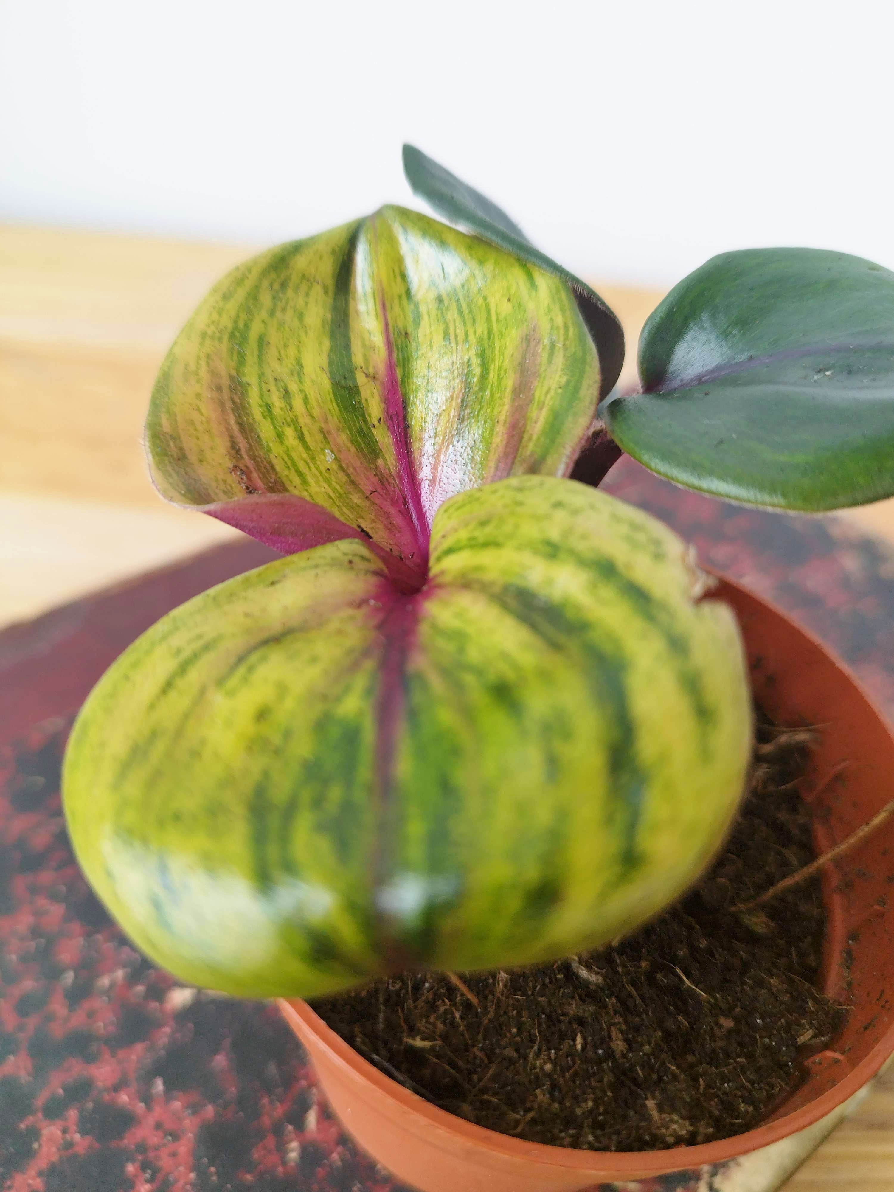Geogenanthus ciliatus 'Aura Flame'