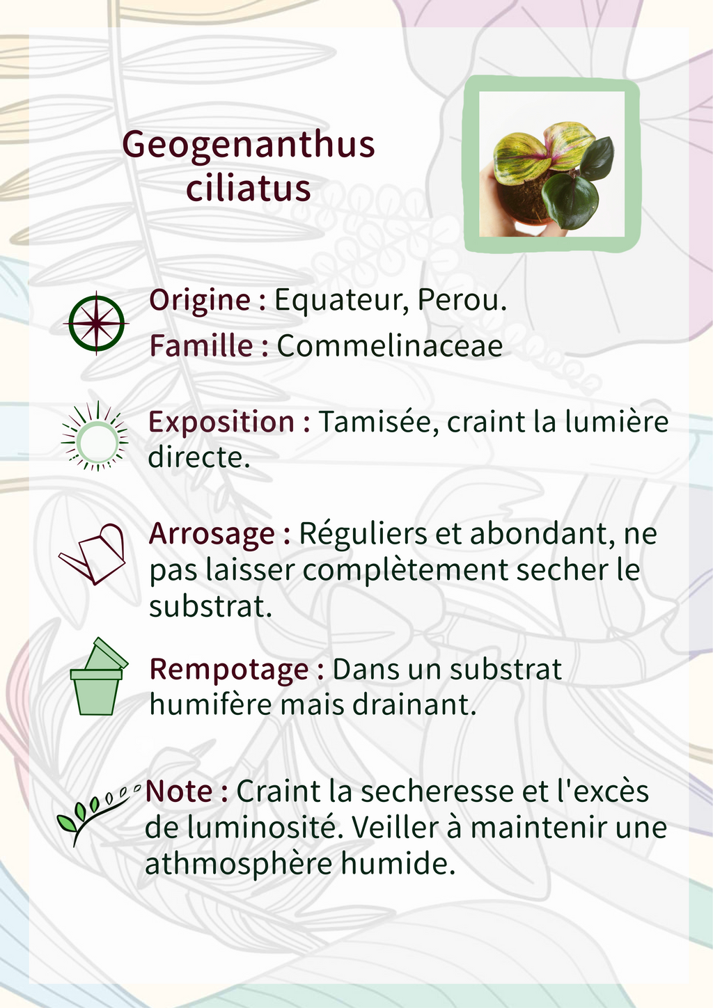 Geogenanthus ciliatus 'Aura Flame'