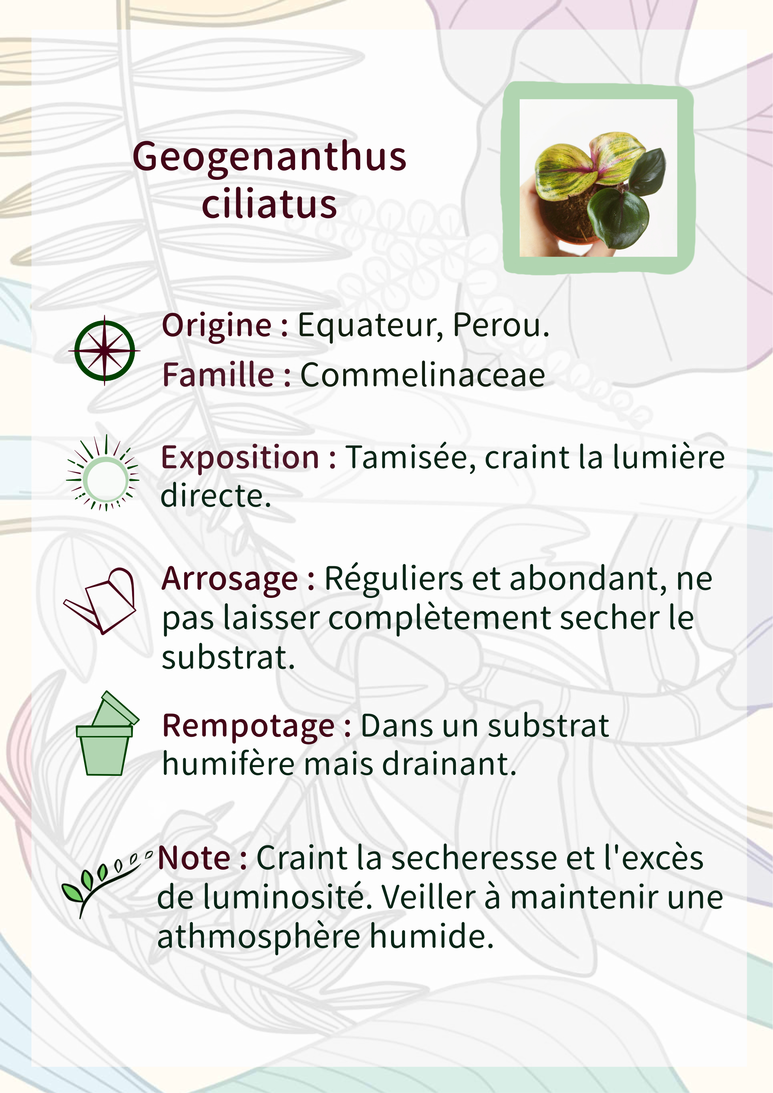 Geogenanthus ciliatus 'Aura Flame'