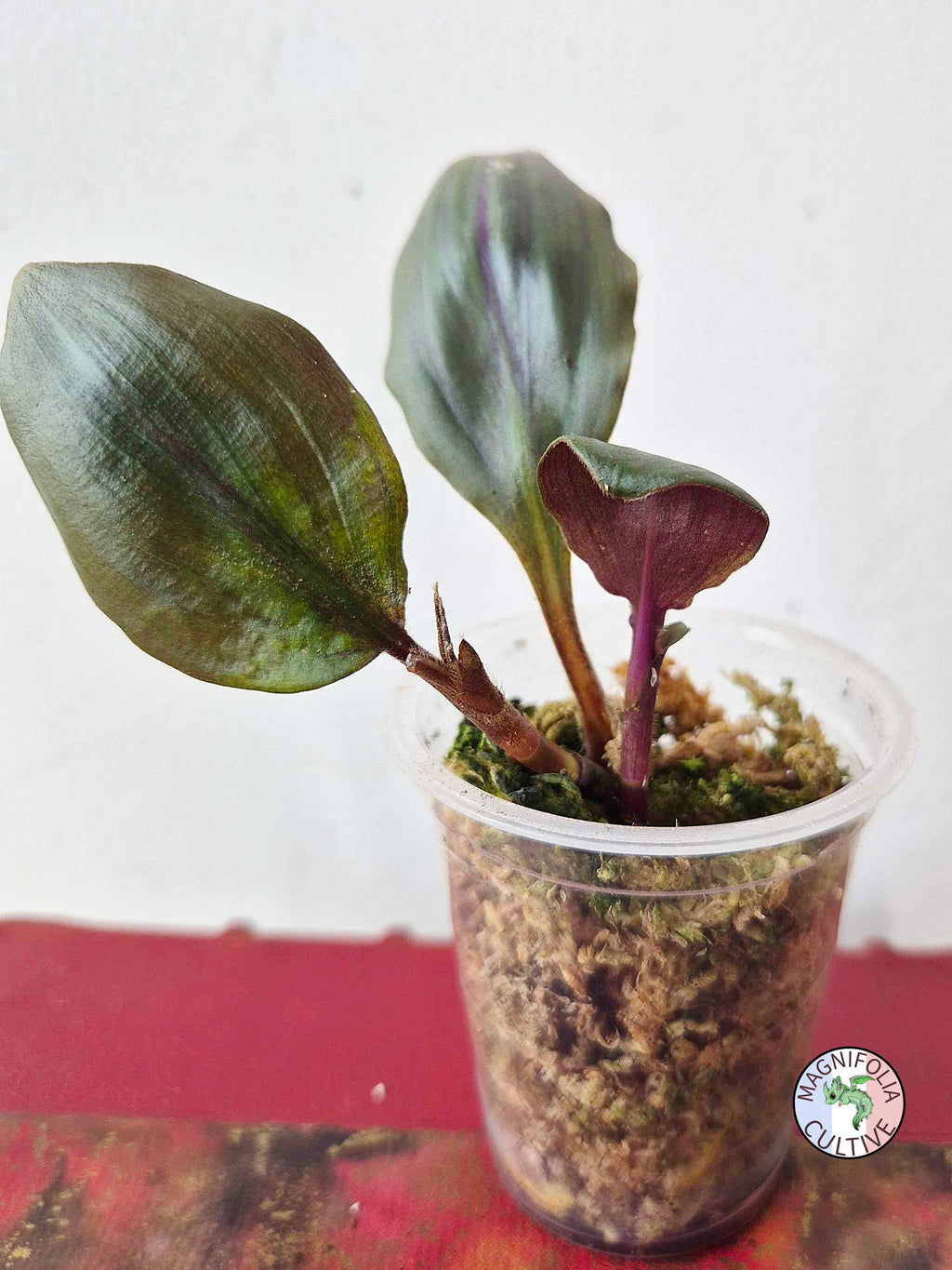 Geogenanthus aff. rhizanthus