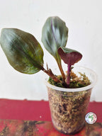 Geogenanthus aff. rhizanthus