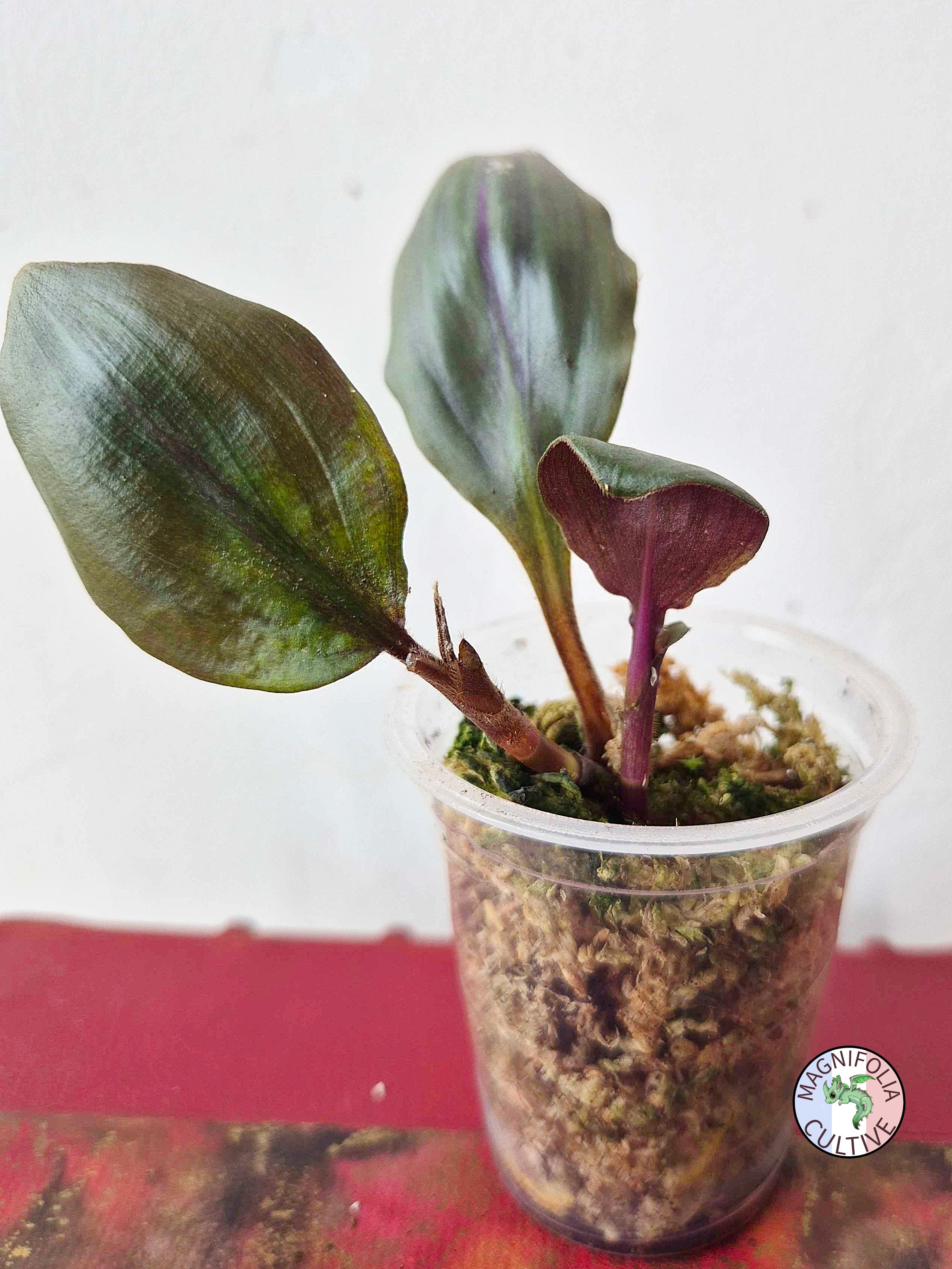 Geogenanthus aff. rhizanthus