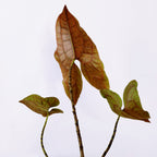 Cyrtosperma johnstonii 'Dark Form'