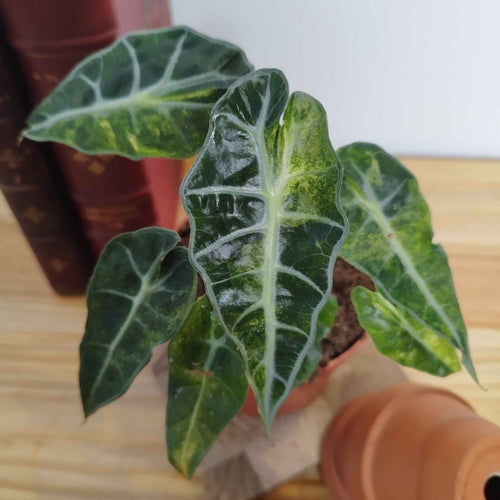 Alocasia amazonica 'Polly' Aurea