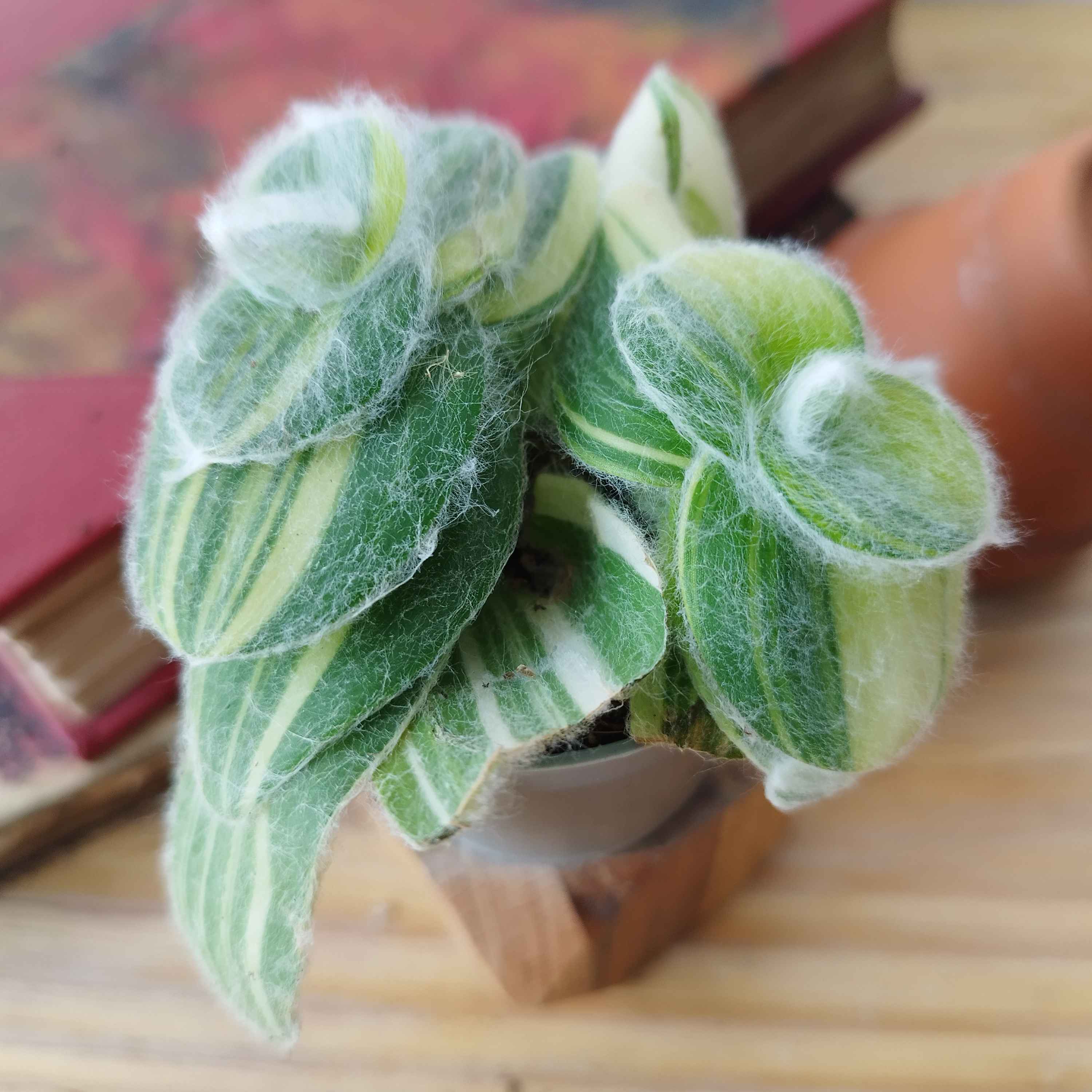 Tradescantia sillamontana 'Gold Stripes'