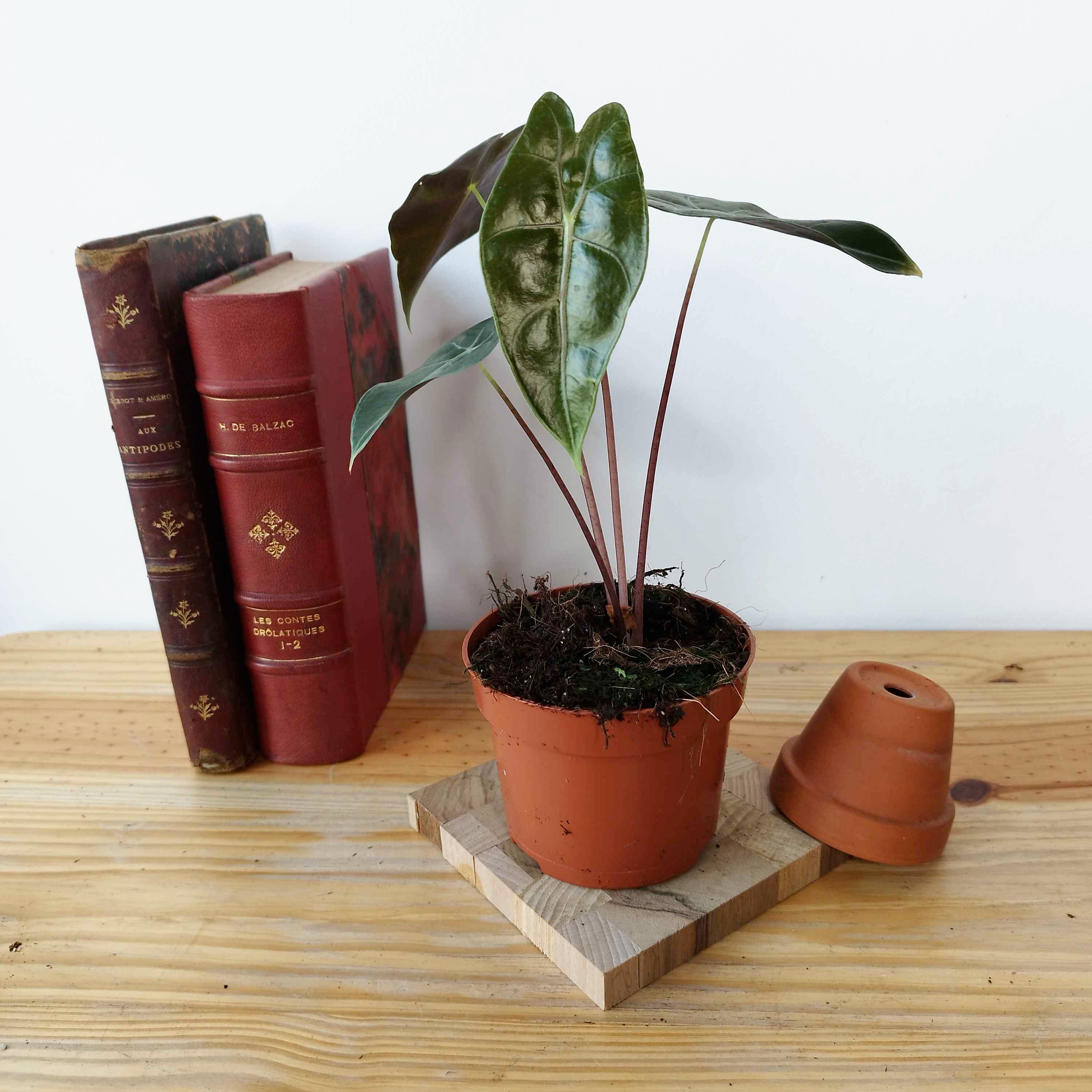 Alocasia watsoniana 'Red Vein'