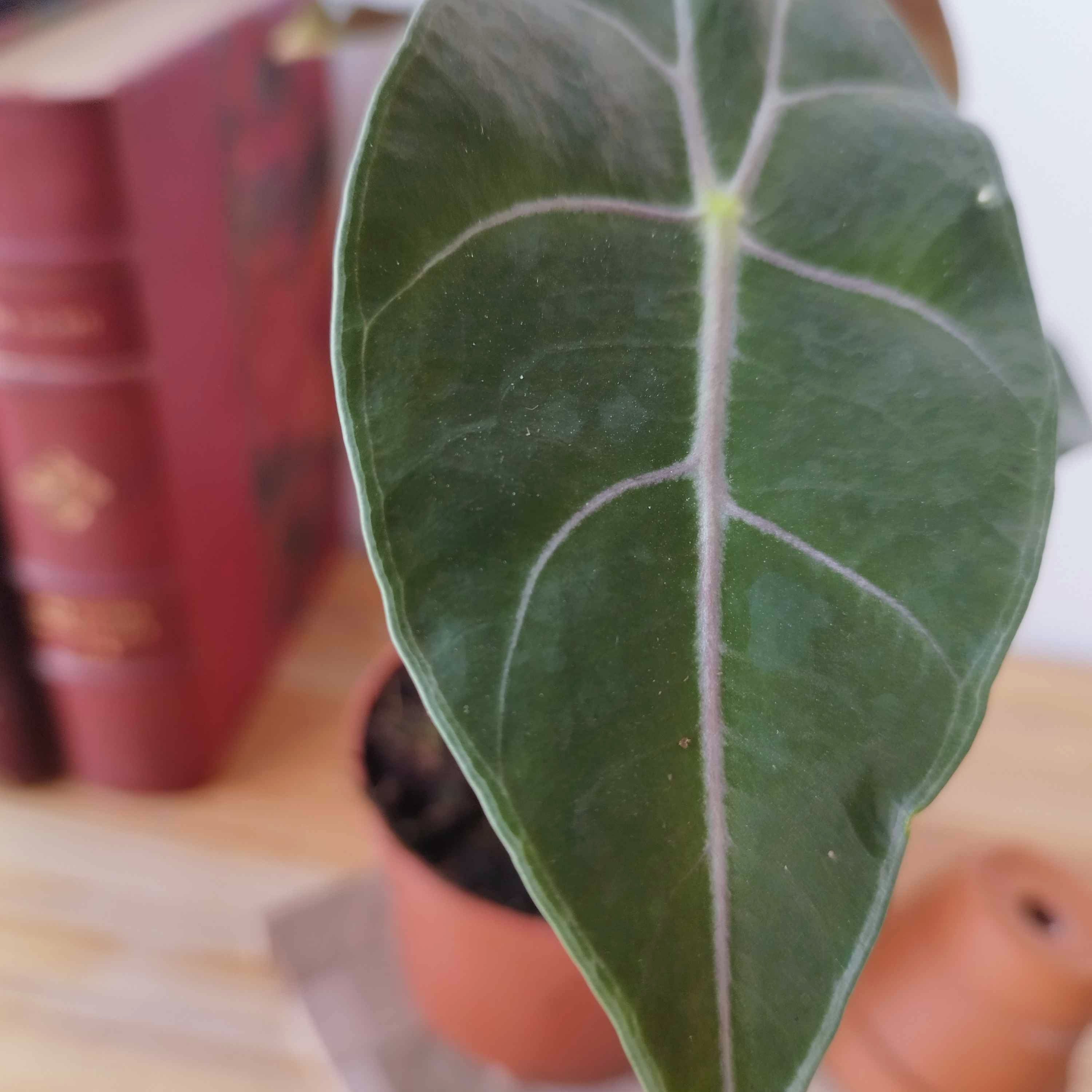 Alocasia watsoniana 'Red Vein'