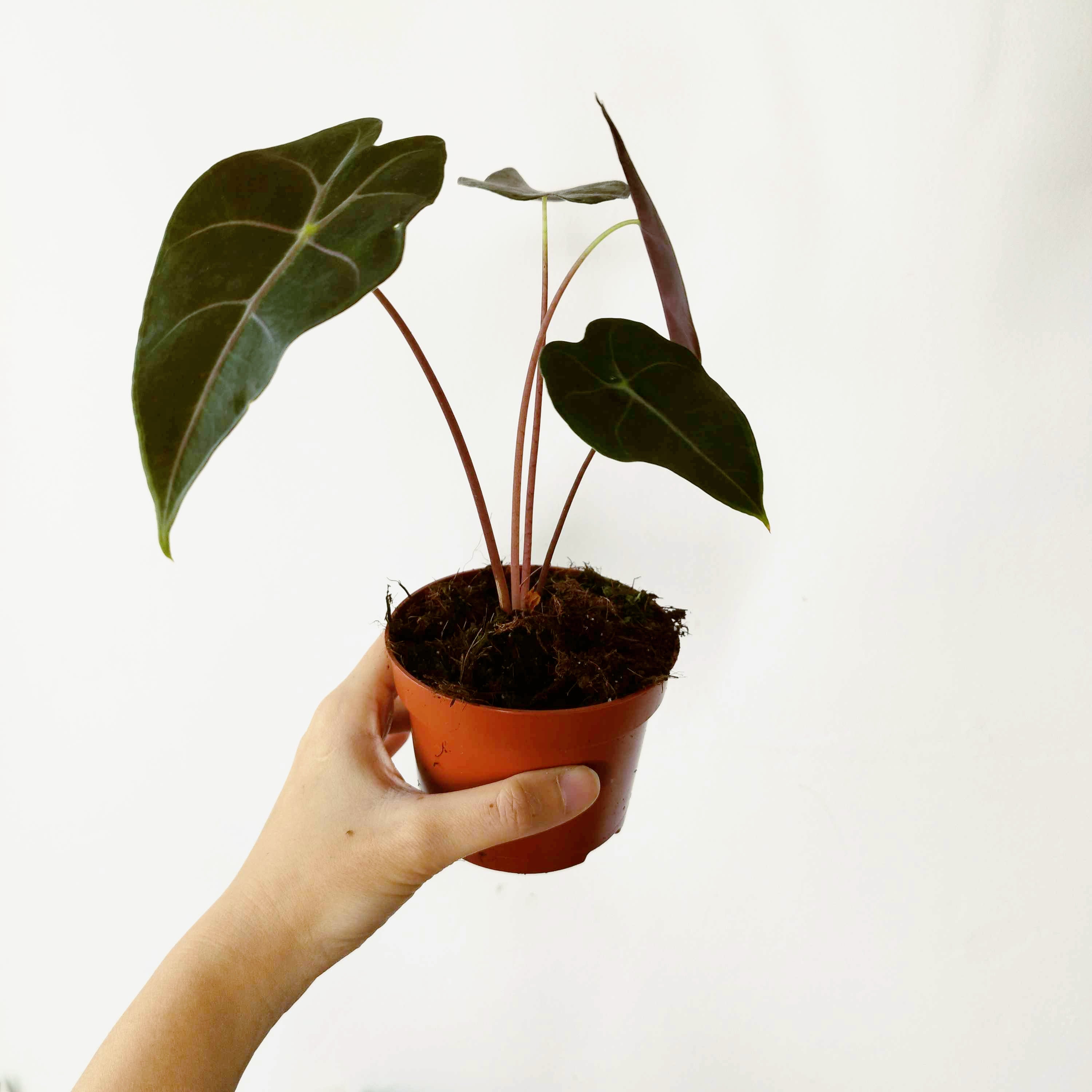 Alocasia watsoniana 'Red Vein'