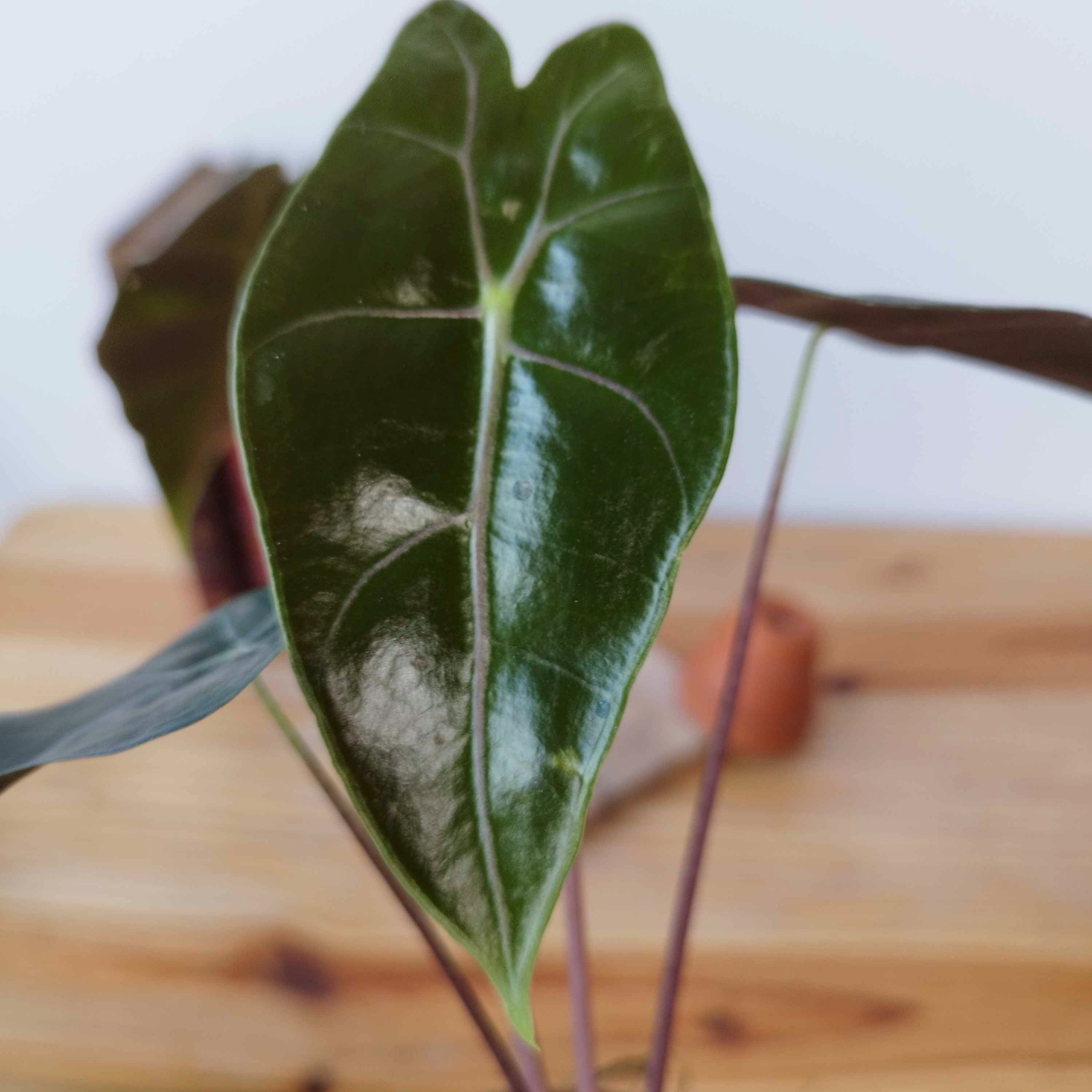 Alocasia watsoniana 'Red Vein'