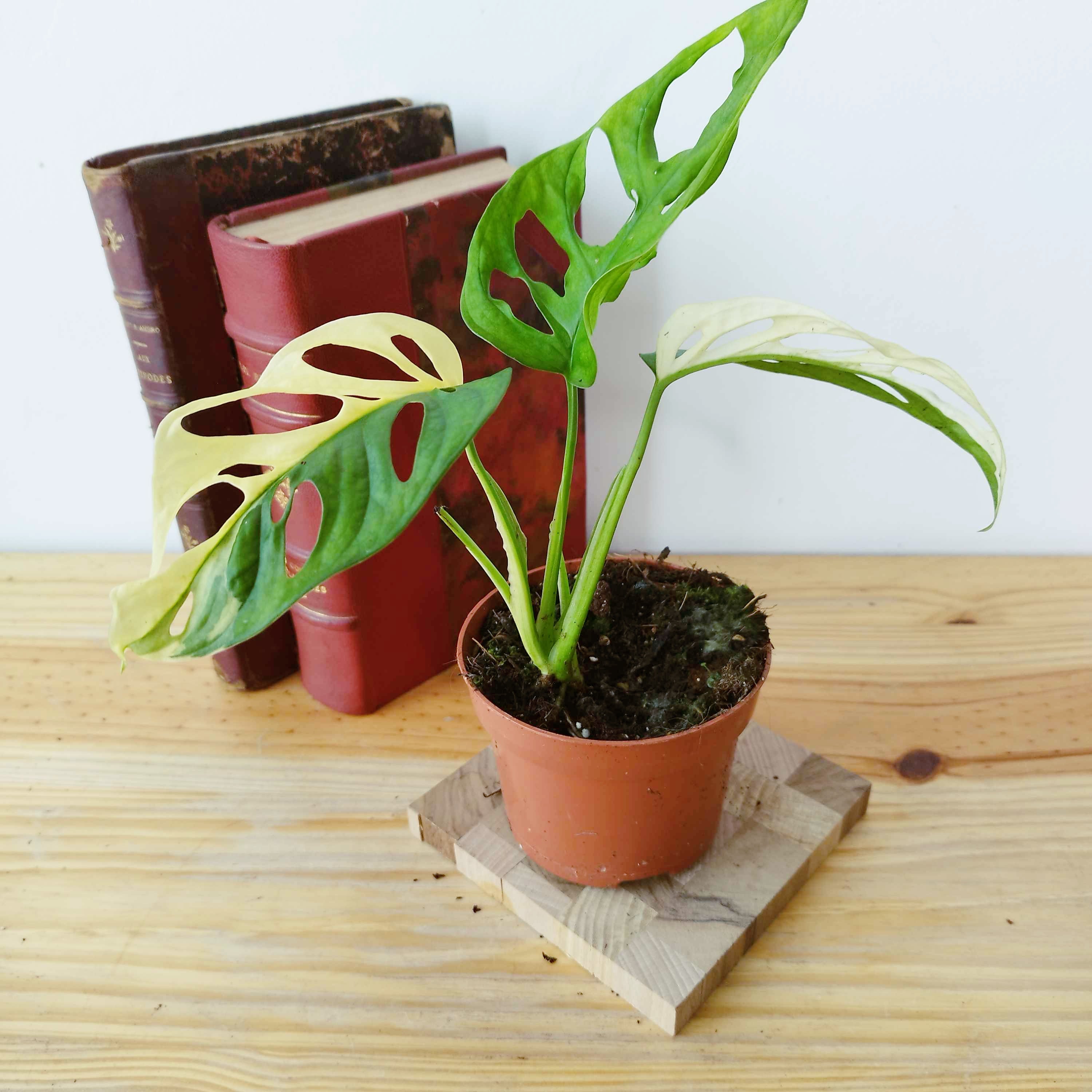 Monstera adansonii Variegata
