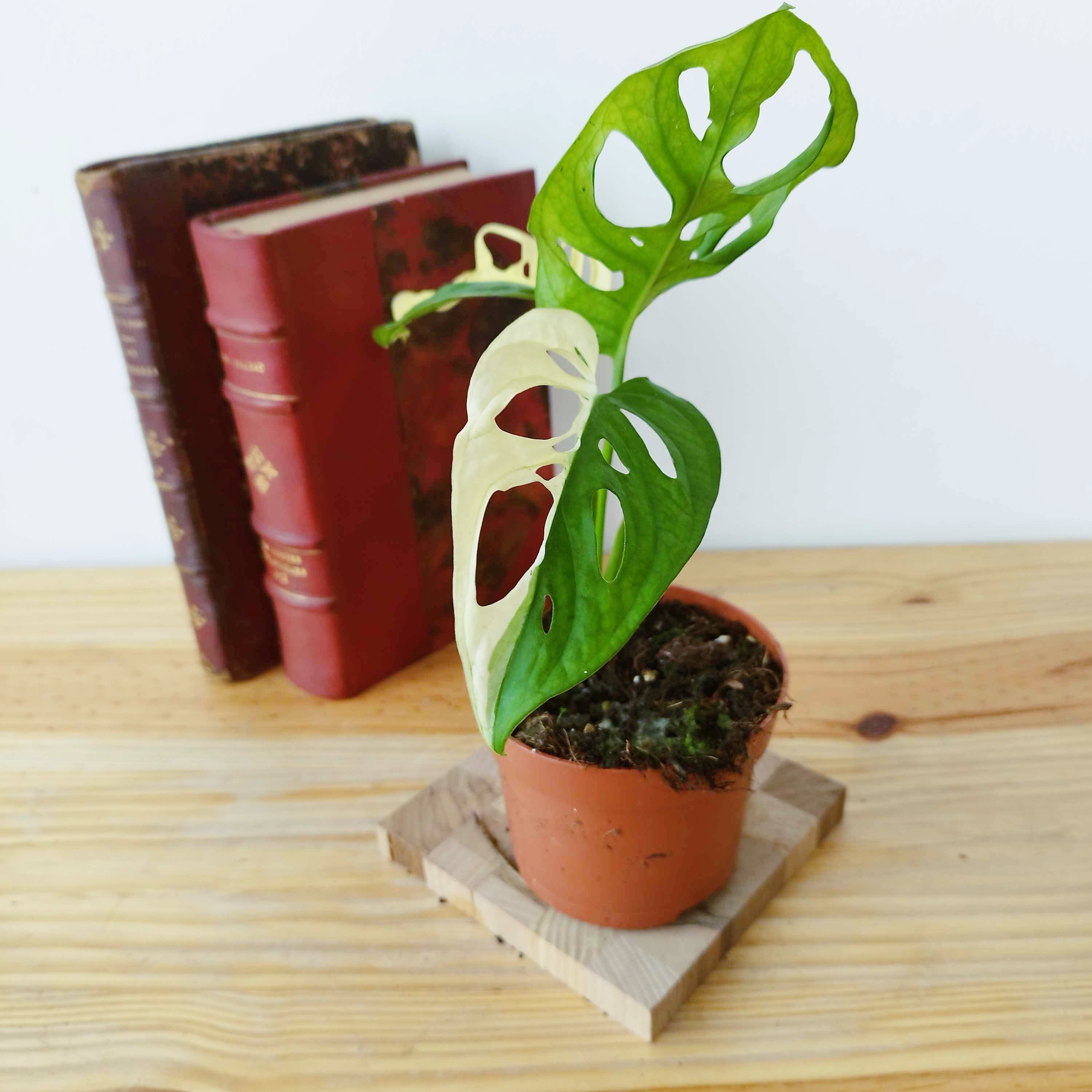 Monstera adansonii Variegata