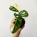 Monstera adansonii Variegata