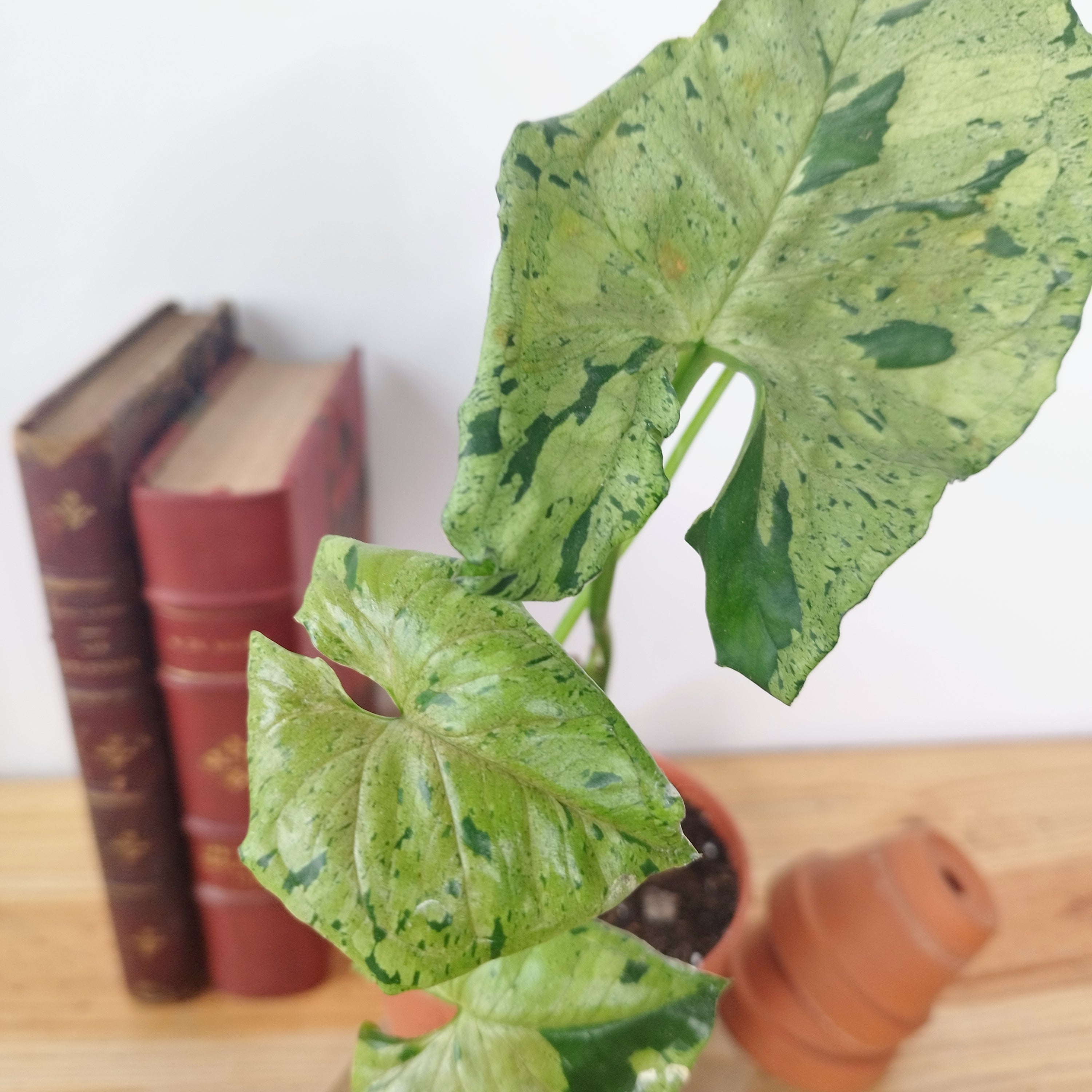Syngonium podophyllum  'Grey Ghost'