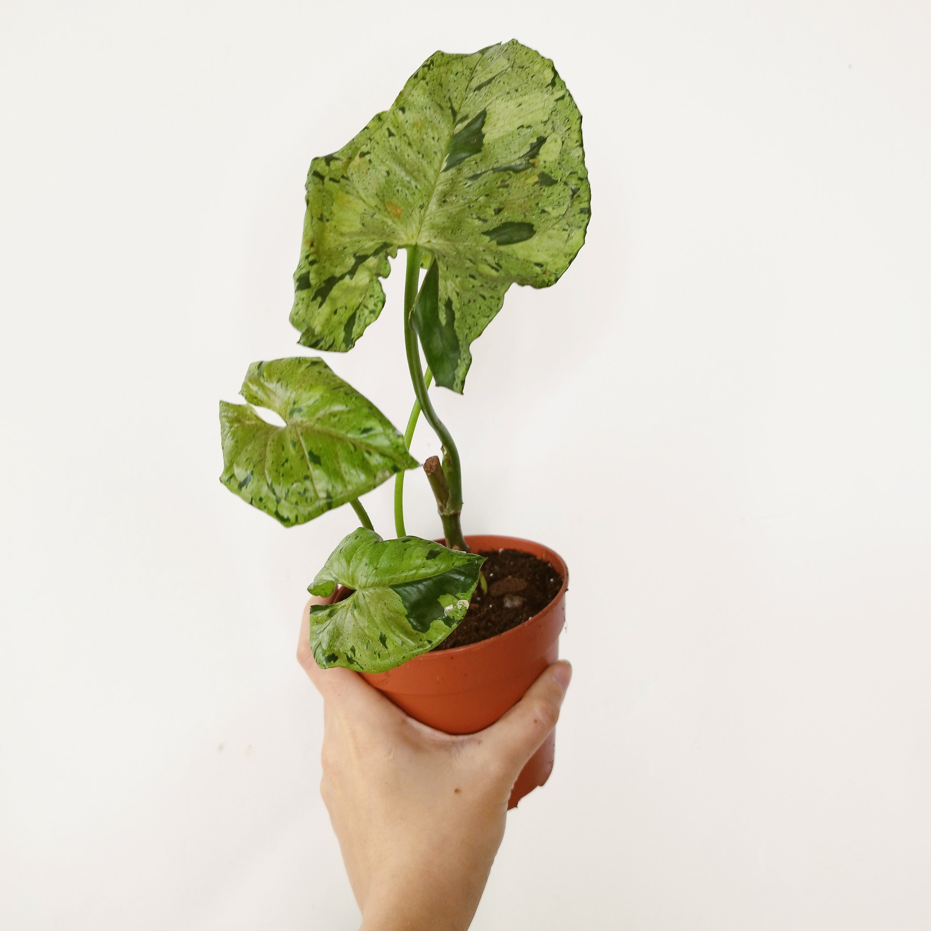 Syngonium podophyllum  'Grey Ghost'