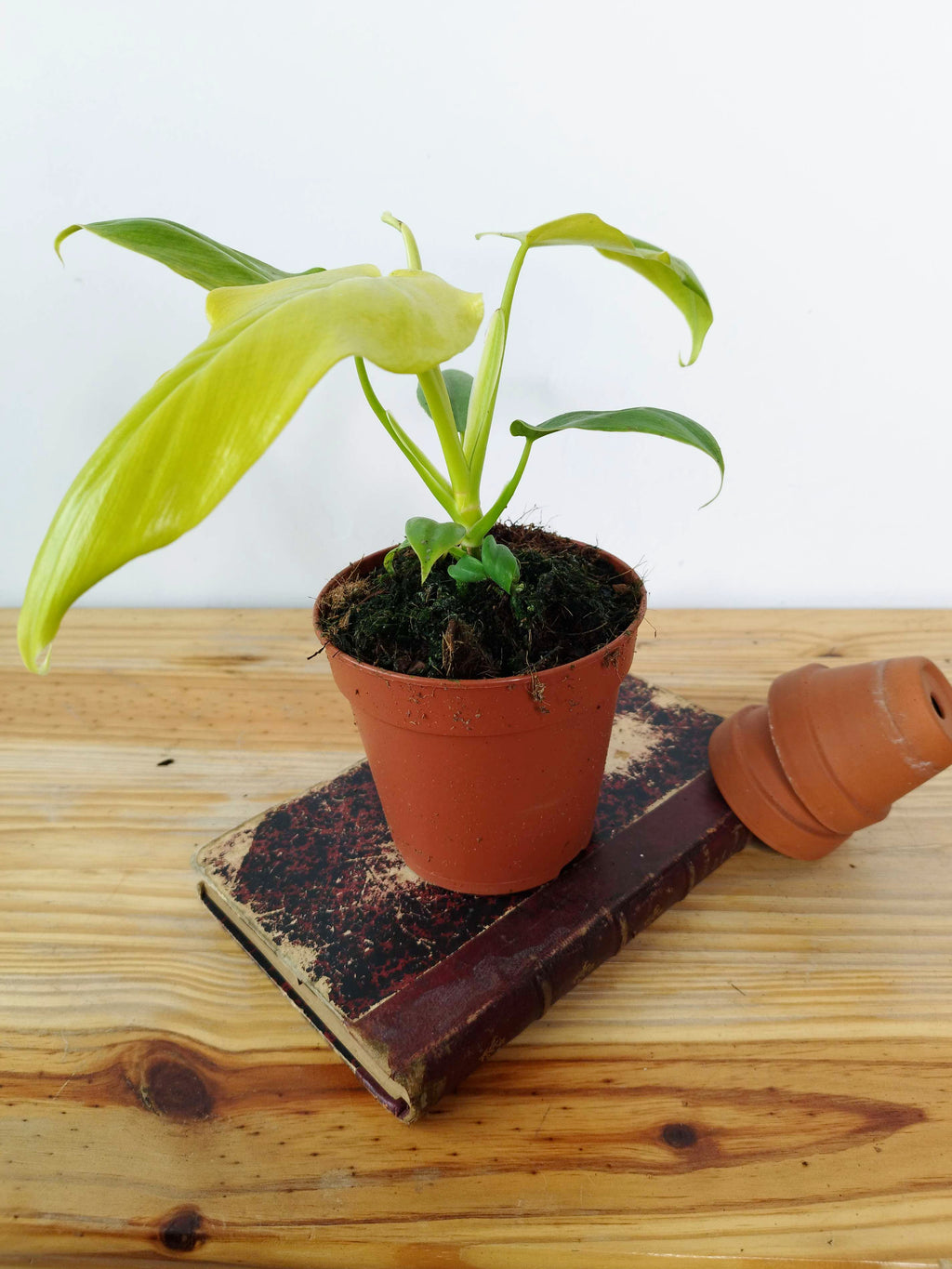 Philodendron bipennifolium 'Aurea'