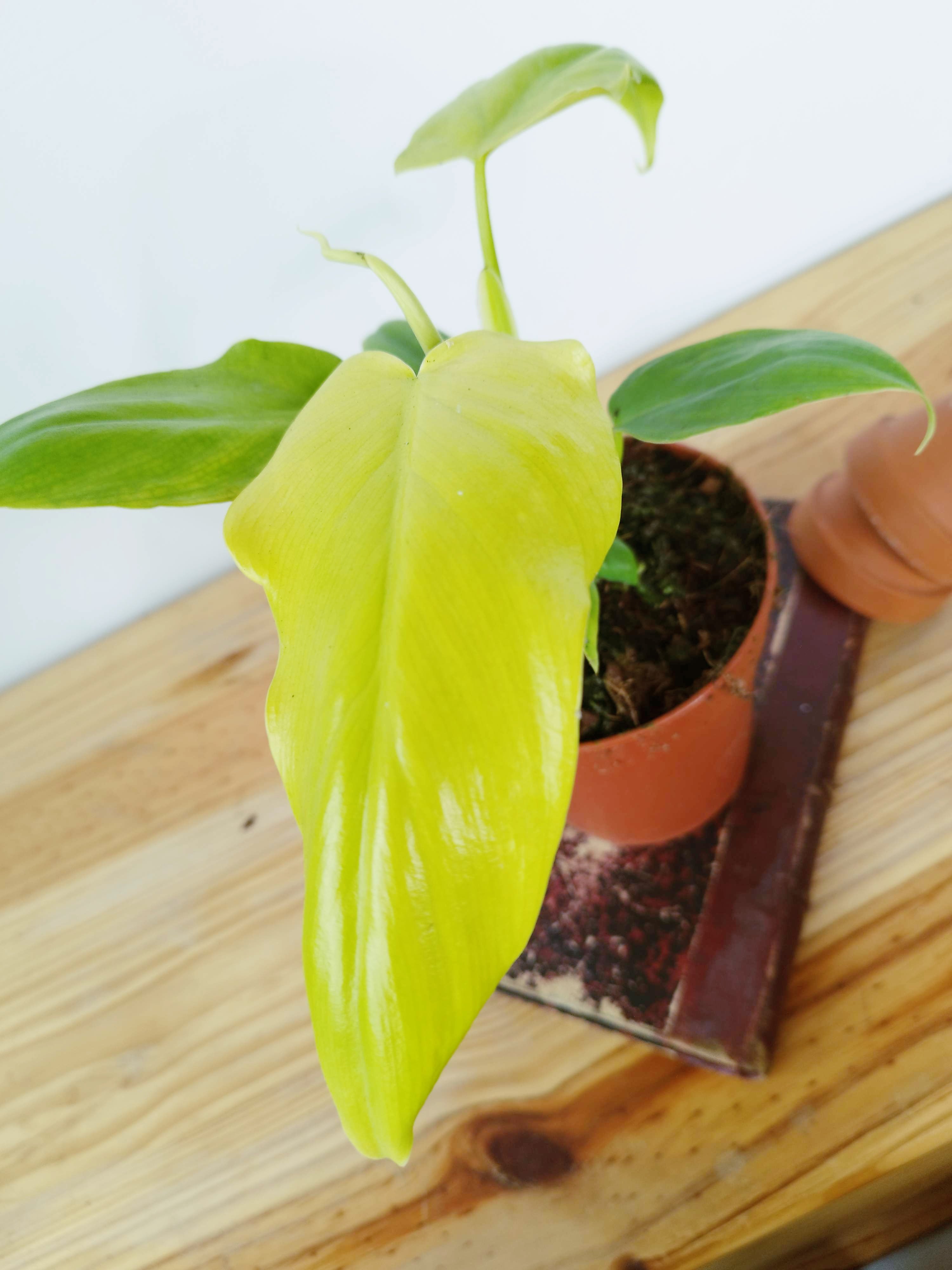 Philodendron bipennifolium