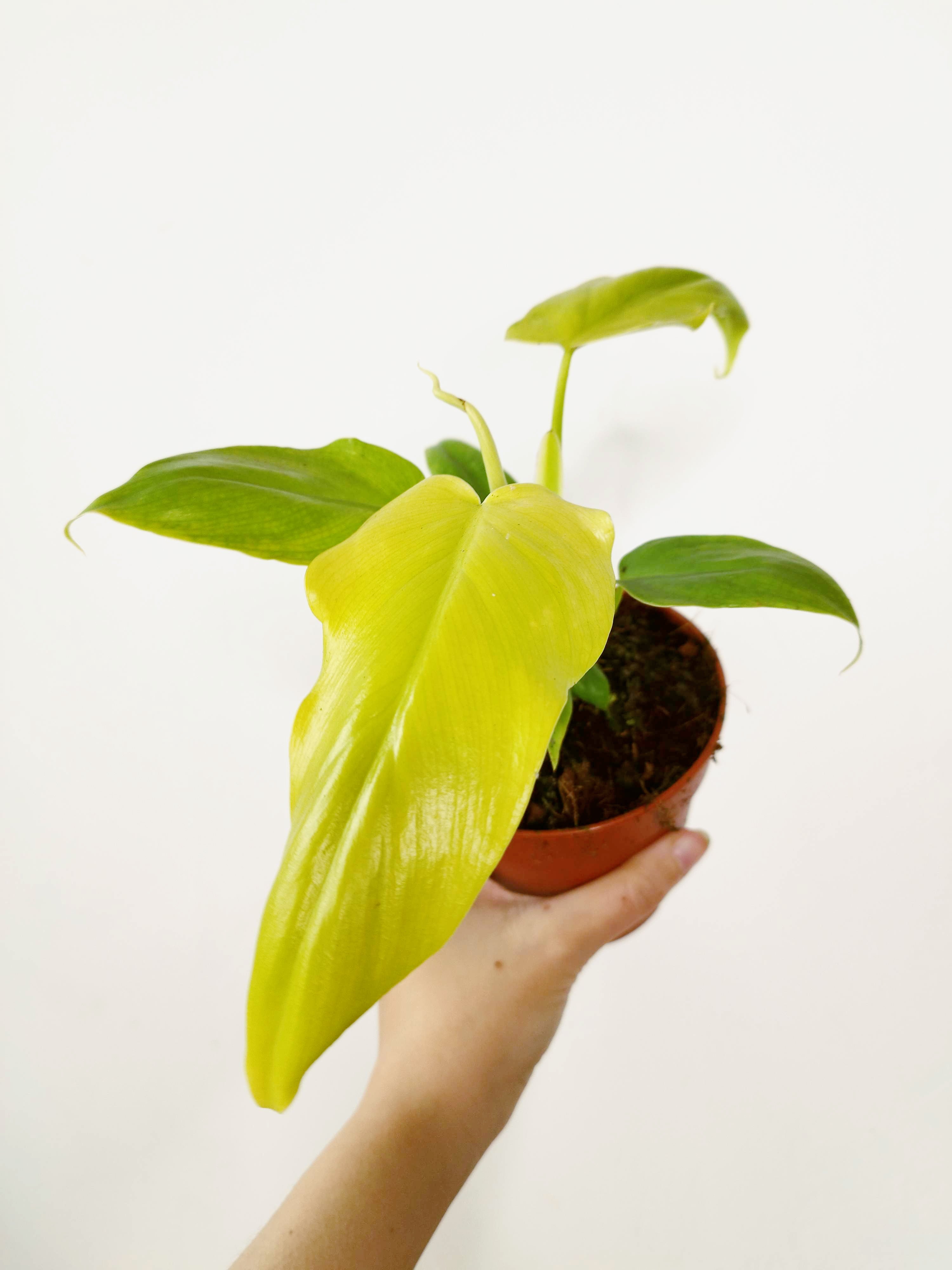 Philodendron bipennifolium
