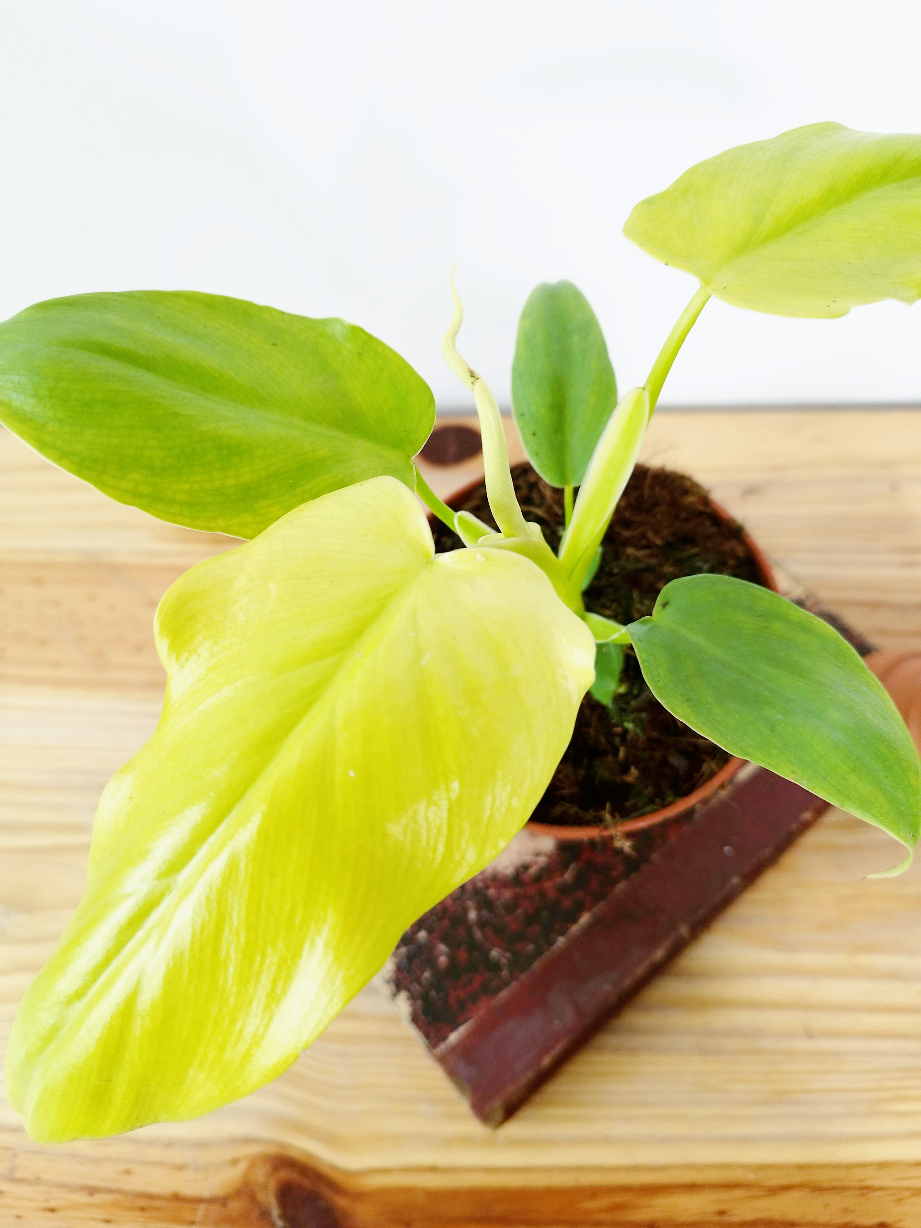 Philodendron bipennifolium