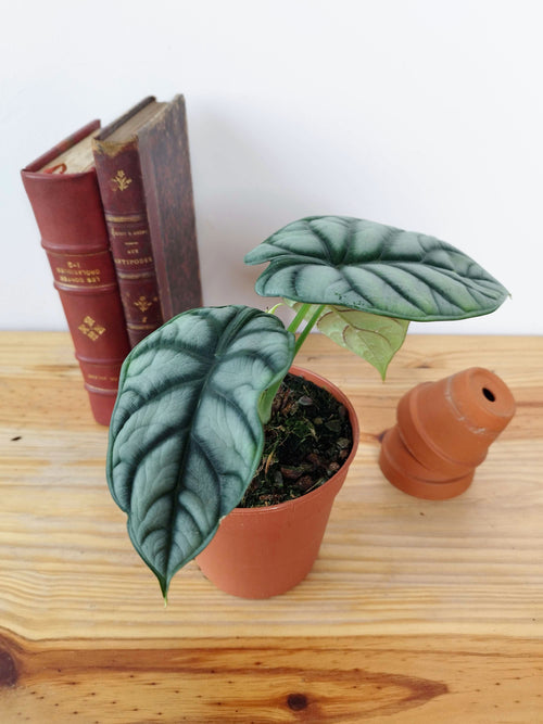 Alocasia baginda 'Silver Dragon'