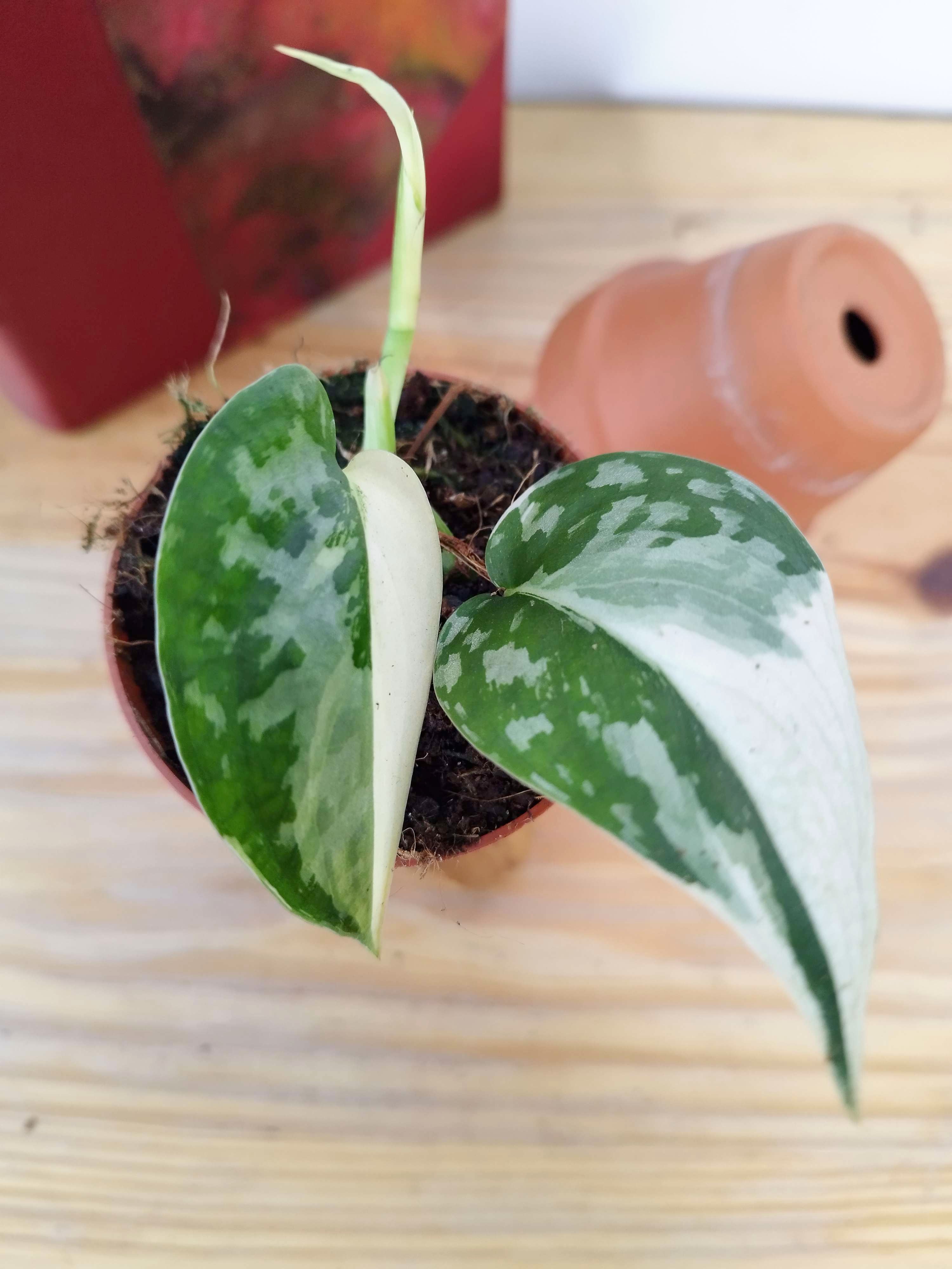 Scindapsus Mayari Variegata