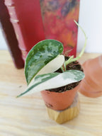 Scindapsus Mayari Variegata