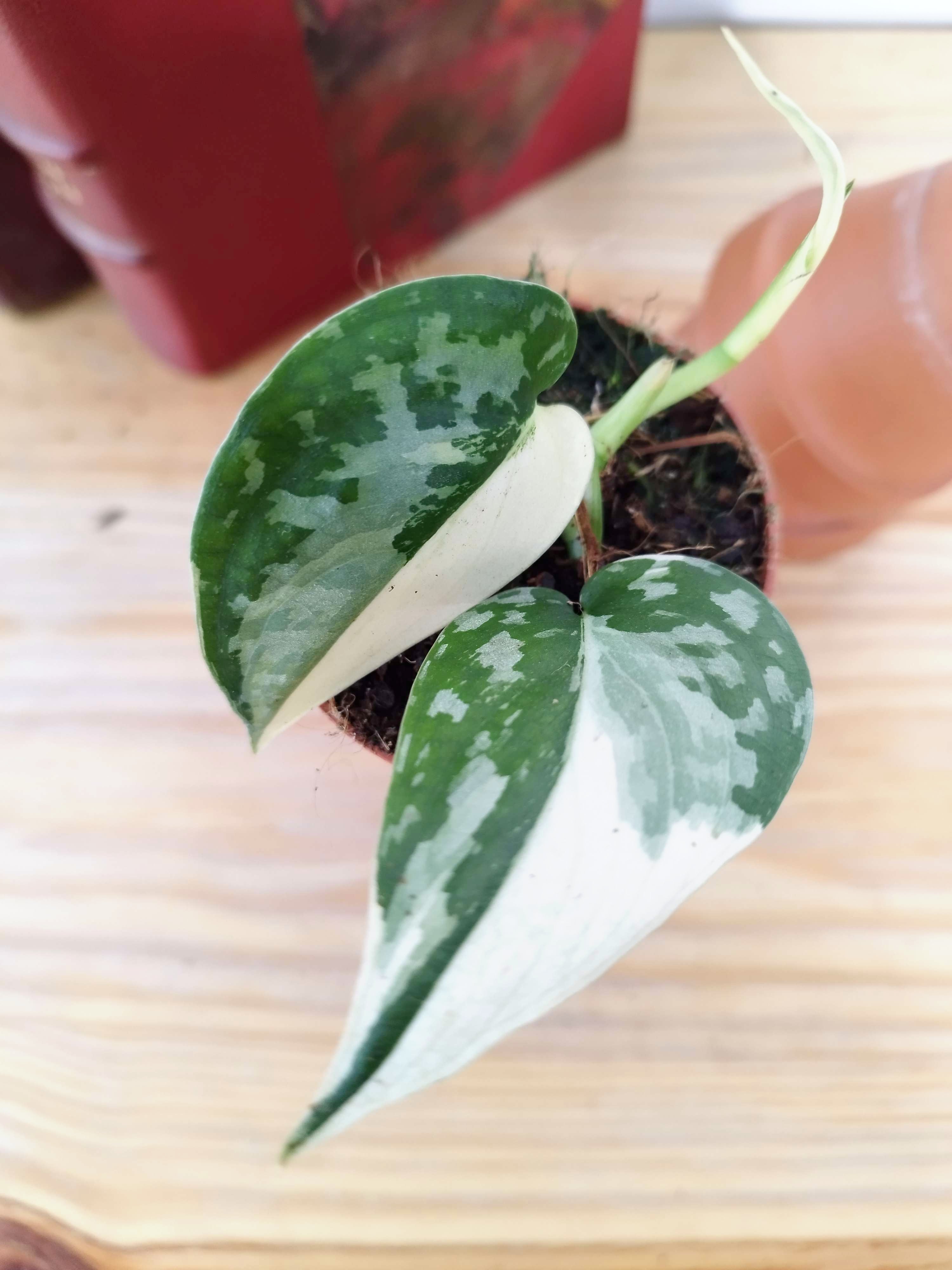 Scindapsus Mayari Variegata