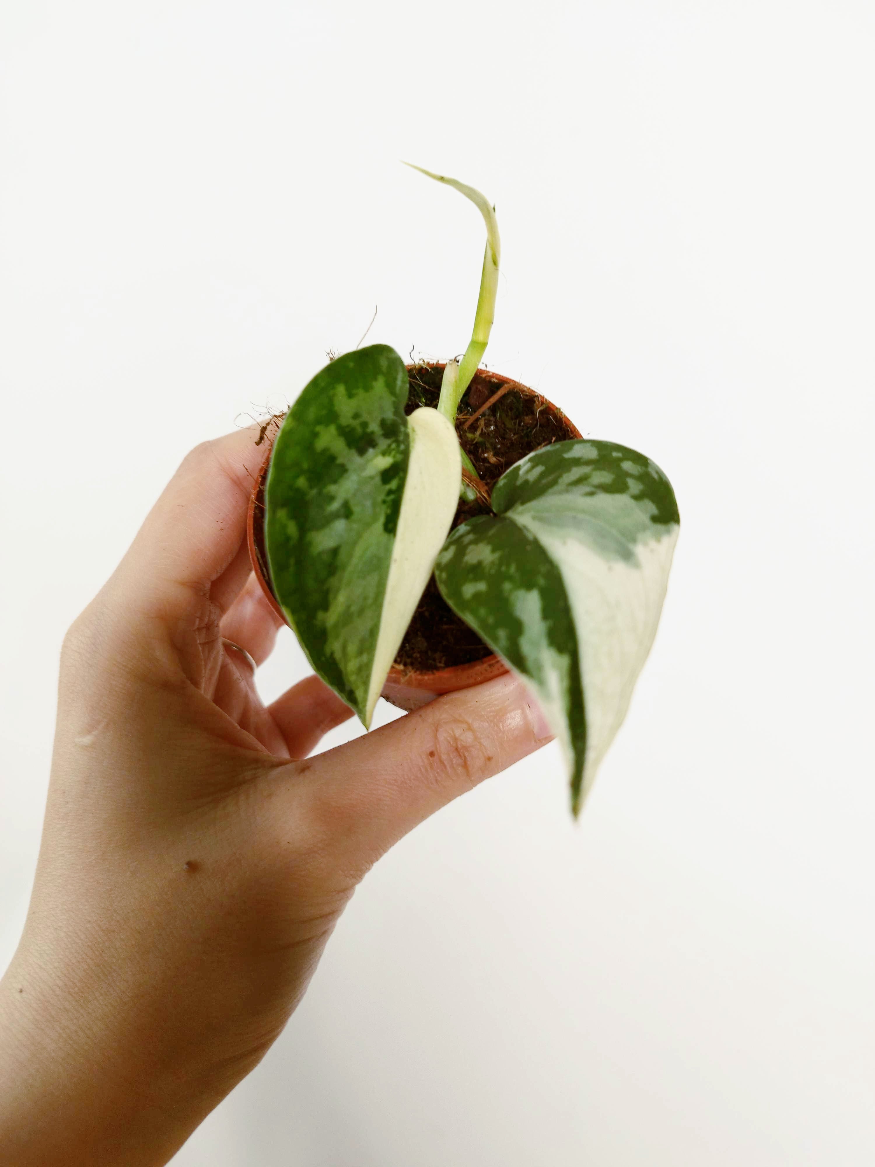 Scindapsus Mayari Variegata