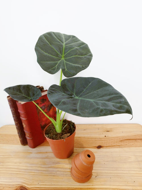 Alocasia 'Regal Shield'