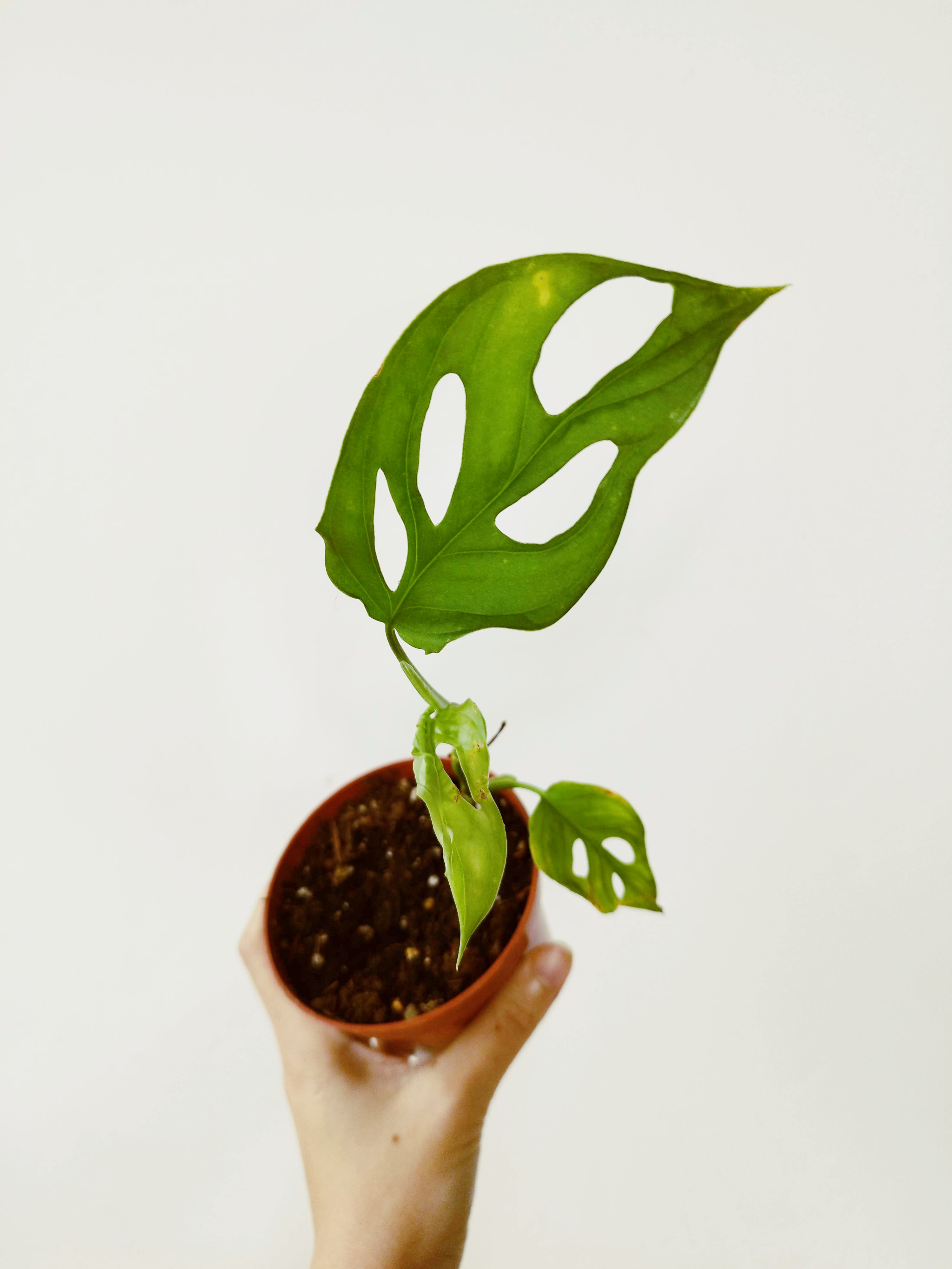 Monstera cf obliqua 'Cenepa'