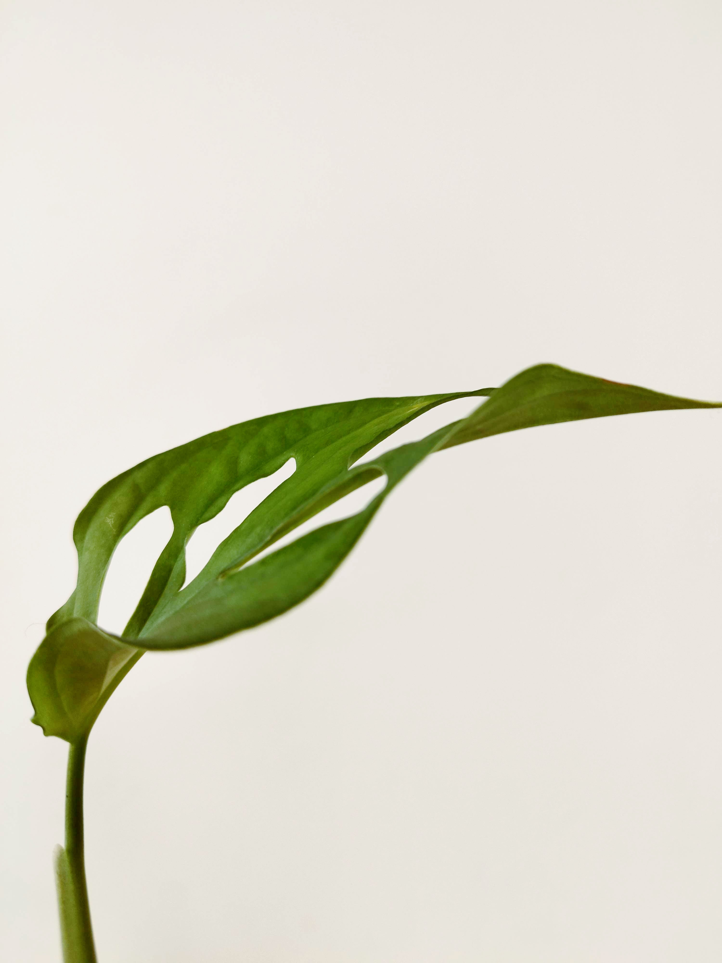 Monstera cf obliqua 'Cenepa'