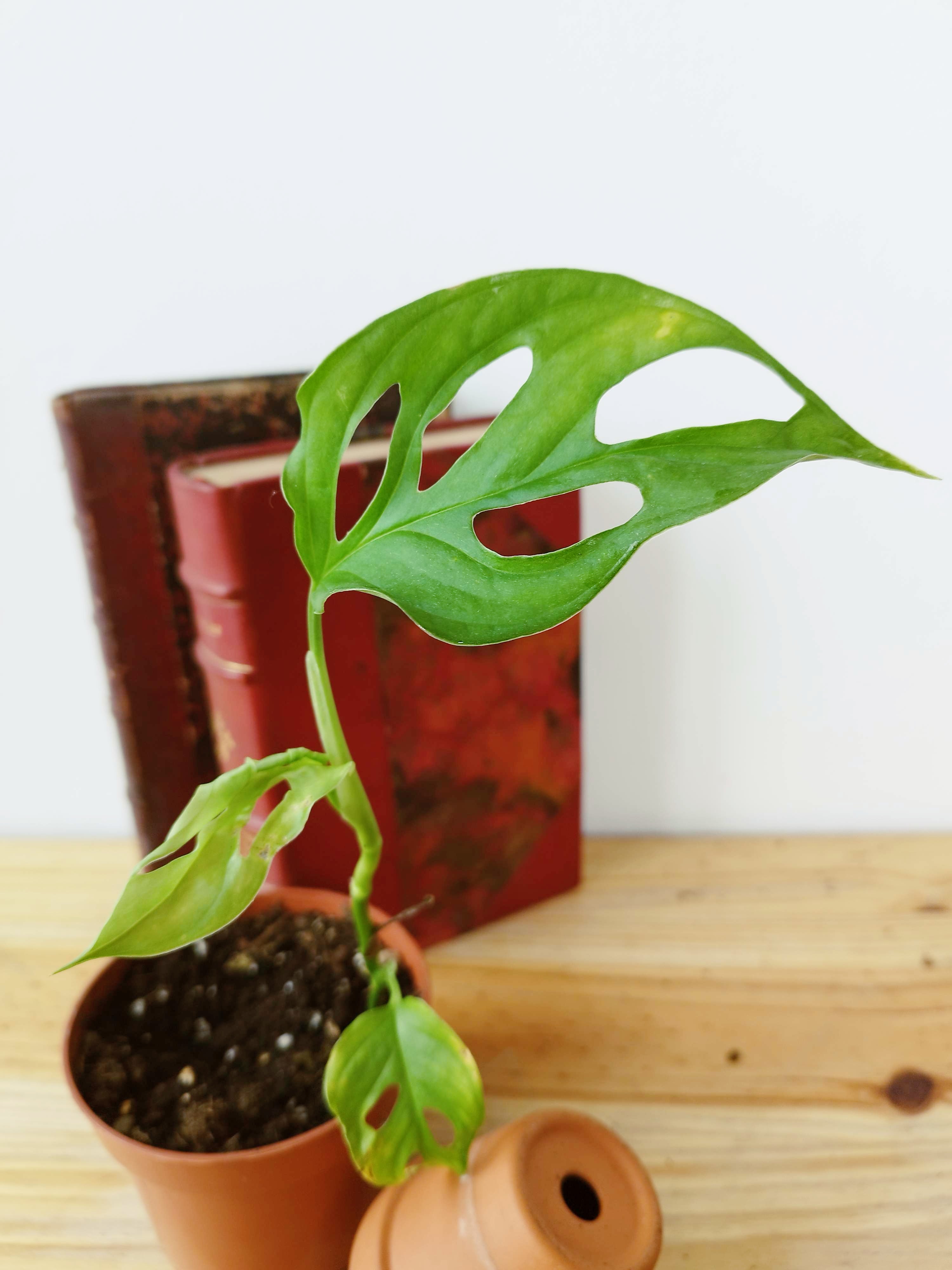 Monstera cf obliqua 'Cenepa'