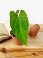 Anthurium papillilaminum