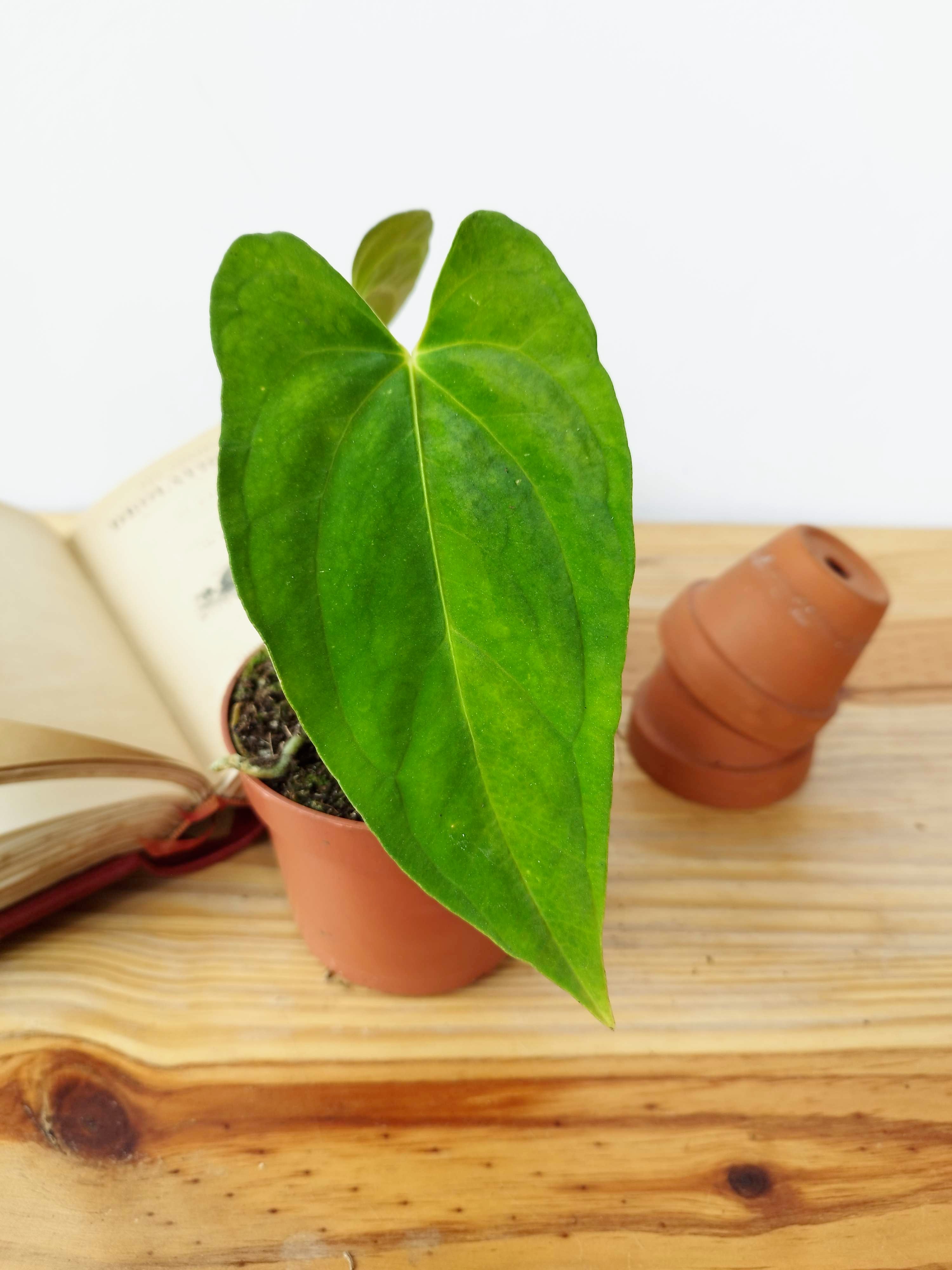 Anthurium papillilaminum