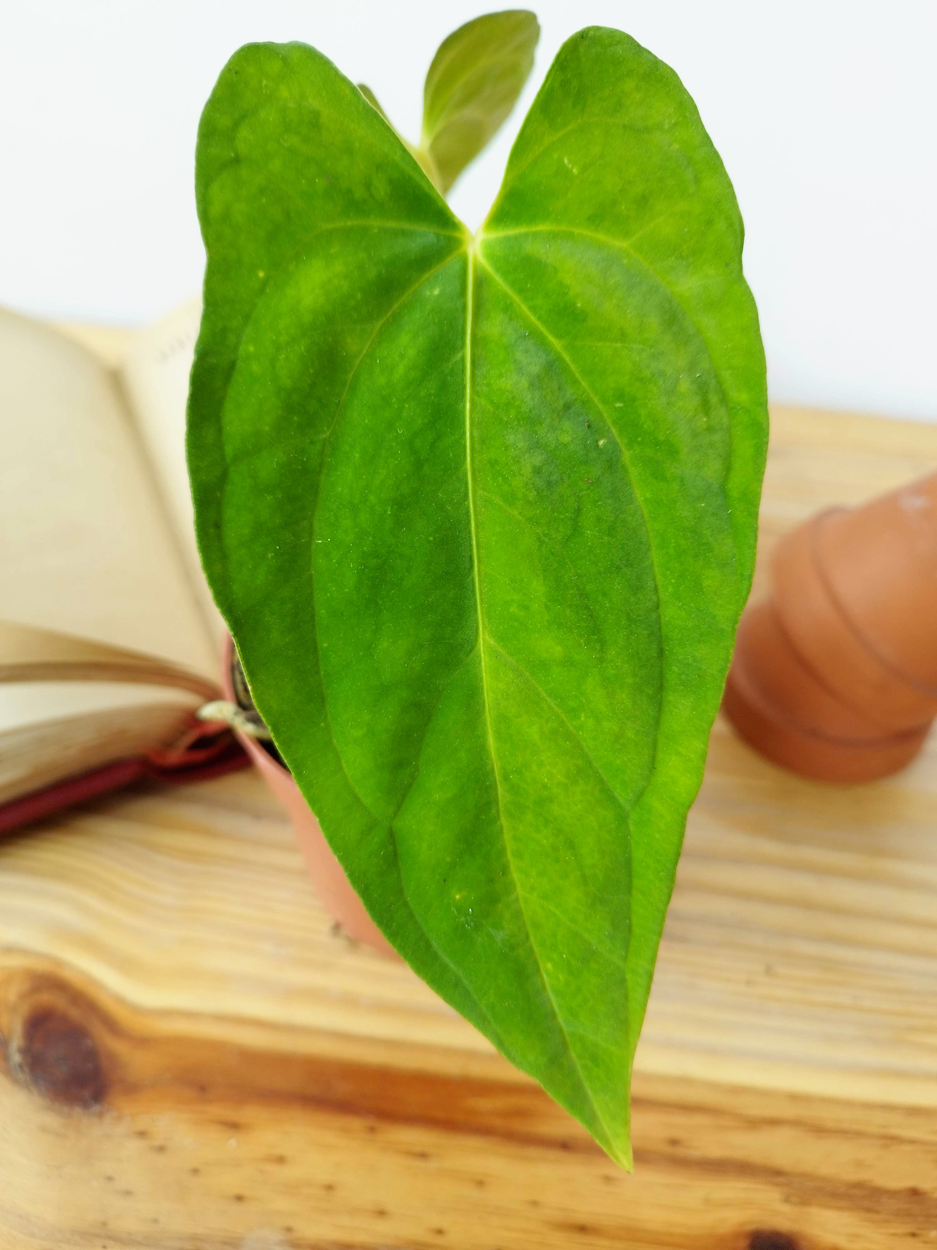 Anthurium papillilaminum