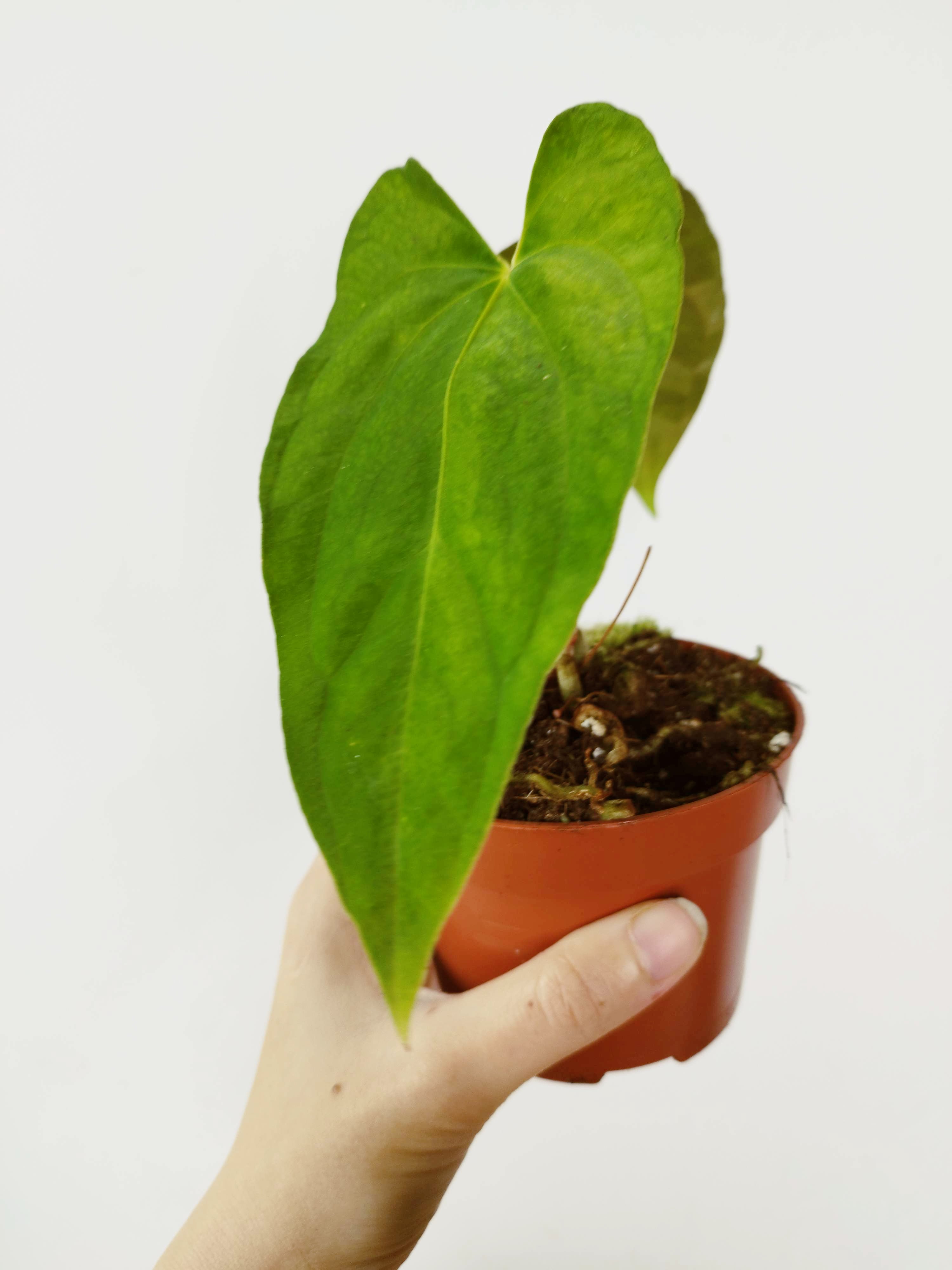 Anthurium papillilaminum